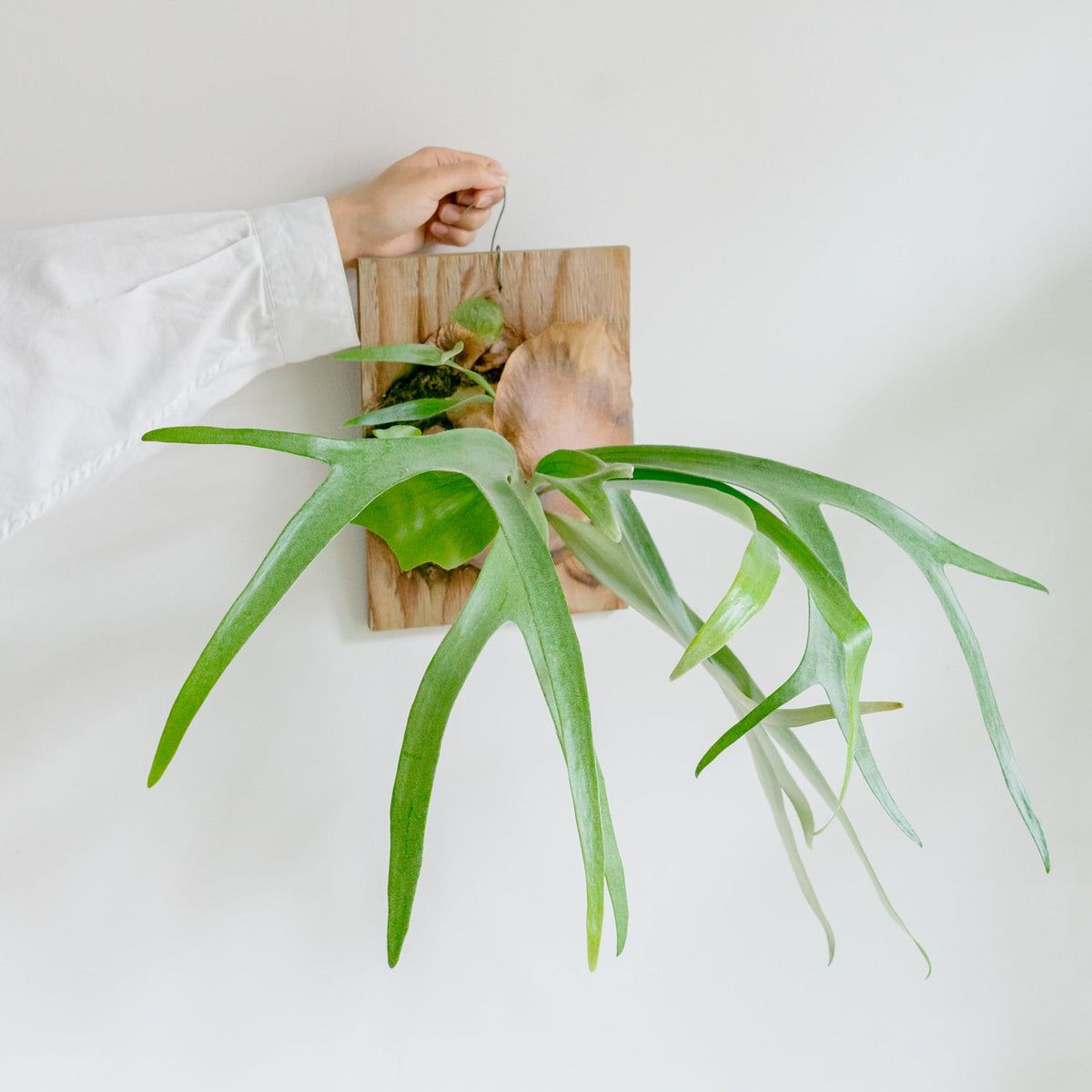 ビカクシダ　サウスシーをオーダーするならFlower&amp;Plants tette │ 「手から手へ、想いを運ぶフラワーショップ」【板橋駅徒歩4分】【熟練フローリスト夫婦が運営】【最短2営業日で発送】【24時間365日注文OK】【ギフトは3300円〜】フラワーギフトを手から手へ、想いを込めたブーケやアレンジメントで大切な人に感謝と愛情を。シーンや用途に合わせて選びやすい豊富な種