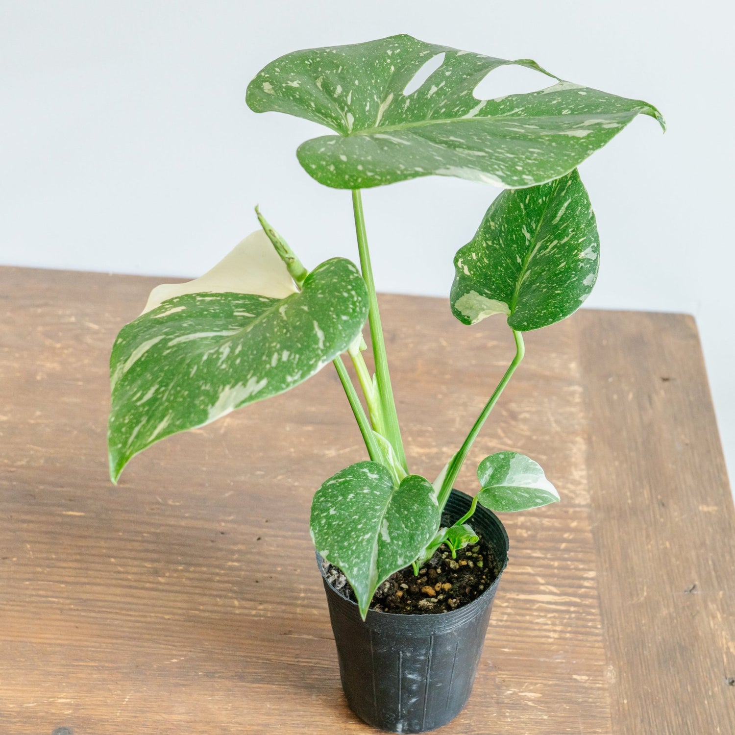 モンステラ タイコンストレーションをオーダーするならFlower&amp;Plants tette │ 「手から手へ、想いを運ぶフラワーショップ」【板橋駅徒歩4分】【熟練フローリスト夫婦が運営】【最短2営業日で発送】【24時間365日注文OK】【ギフトは3300円〜】フラワーギフトを手から手へ、想いを込めたブーケやアレンジメントで大切な人に感謝と愛情を。シーンや用途に合わせて選びやすい豊富な種