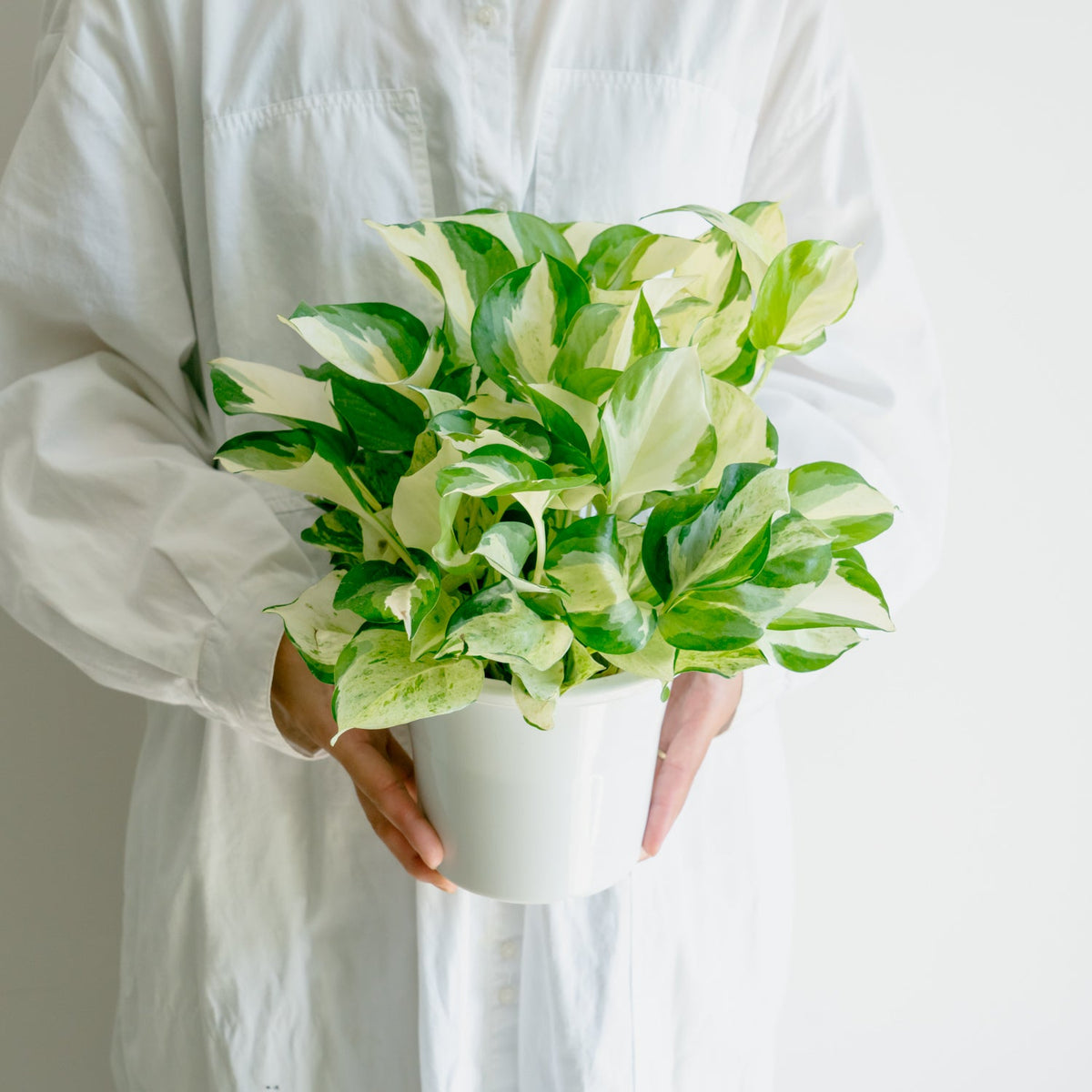 ポトス ステータスをオーダーするならFlower&amp;Plants tette │ 「手から手へ、想いを運ぶフラワーショップ」【板橋駅徒歩4分】【熟練フローリスト夫婦が運営】【最短2営業日で発送】【24時間365日注文OK】【ギフトは3300円〜】フラワーギフトを手から手へ、想いを込めたブーケやアレンジメントで大切な人に感謝と愛情を。シーンや用途に合わせて選びやすい豊富な種