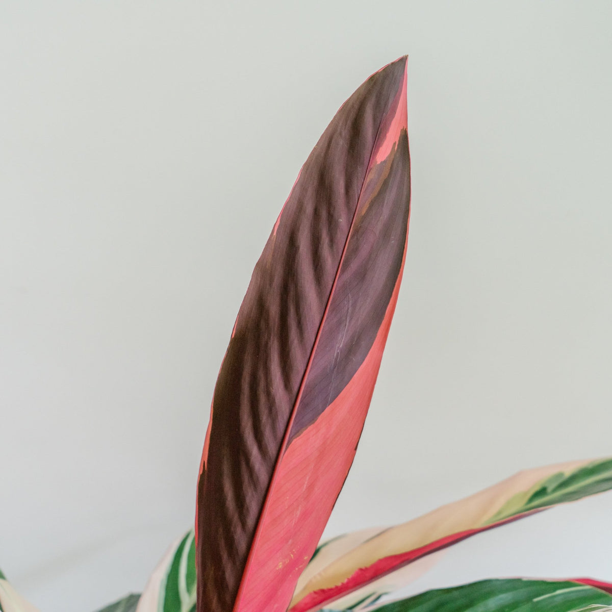 カラテア トリオスターをオーダーするならFlower&amp;Plants tette │ 「手から手へ、想いを運ぶフラワーショップ」【板橋駅徒歩4分】【熟練フローリスト夫婦が運営】【最短2営業日で発送】【24時間365日注文OK】【ギフトは3300円〜】フラワーギフトを手から手へ、想いを込めたブーケやアレンジメントで大切な人に感謝と愛情を。シーンや用途に合わせて選びやすい豊富な種