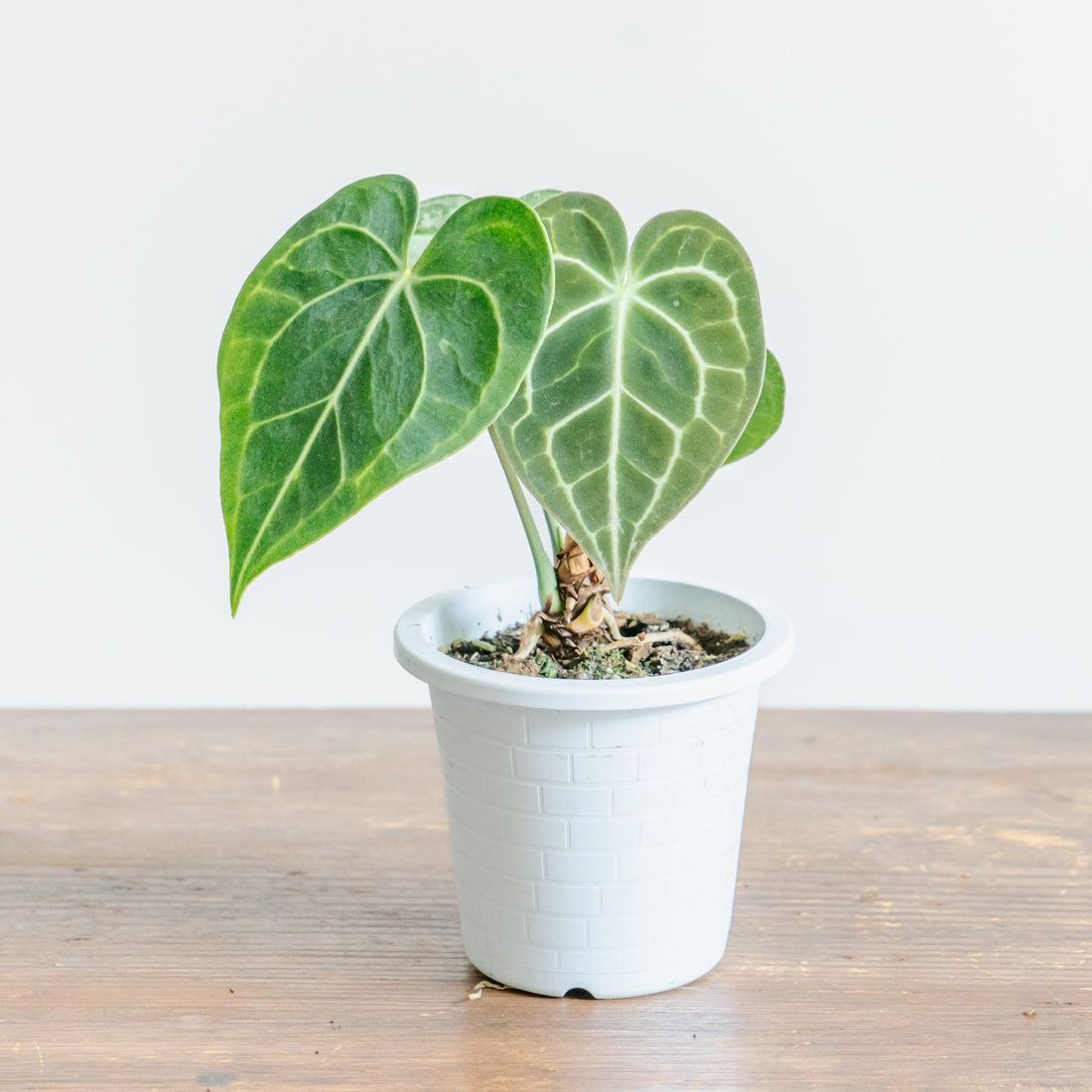 アンスリウム　クラリネルバムをオーダーするならFlower&amp;Plants tette │ 「手から手へ、想いを運ぶフラワーショップ」【板橋駅徒歩4分】【熟練フローリスト夫婦が運営】【最短2営業日で発送】【24時間365日注文OK】【ギフトは3300円〜】フラワーギフトを手から手へ、想いを込めたブーケやアレンジメントで大切な人に感謝と愛情を。シーンや用途に合わせて選びやすい豊富な種