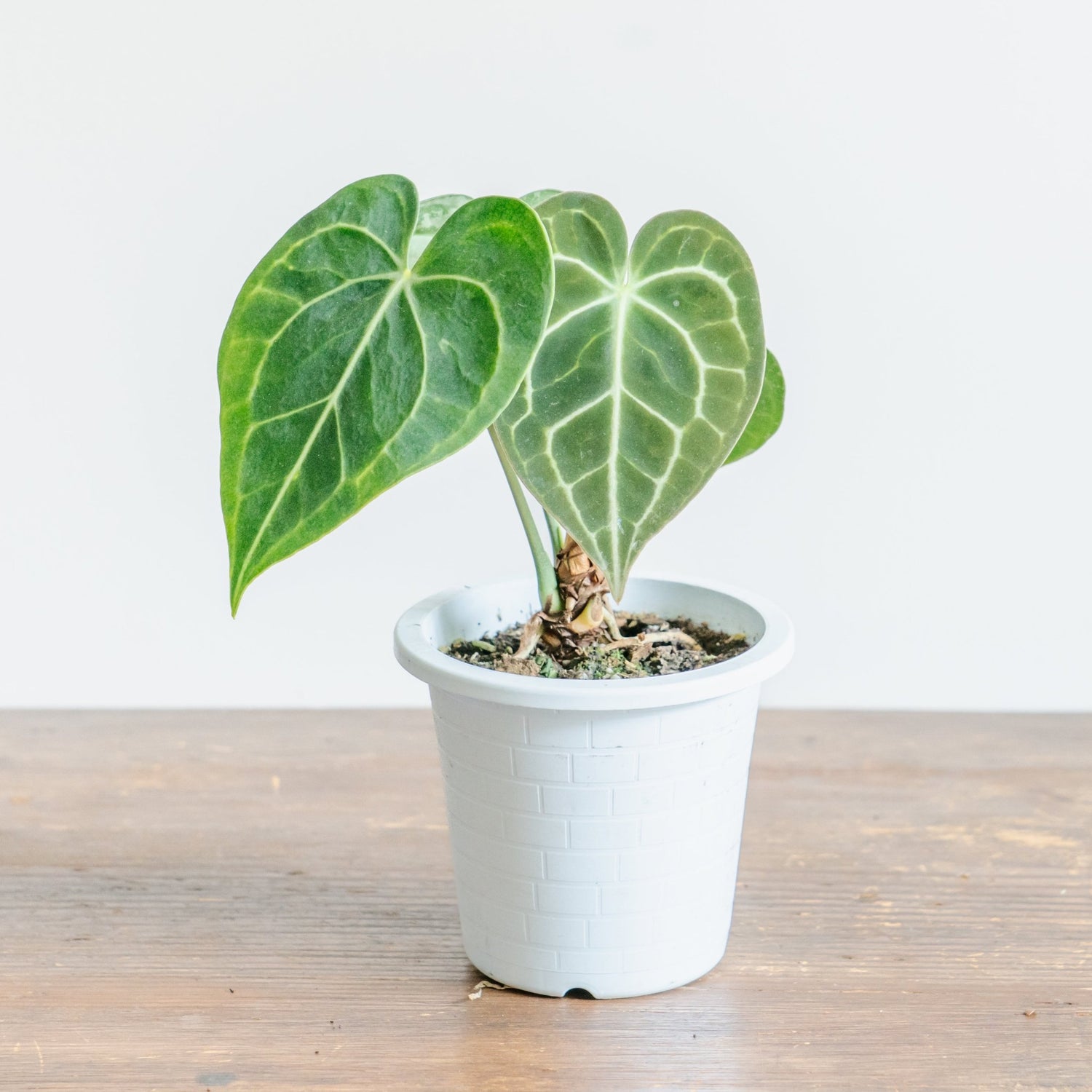 アンスリウム　クラリネルバムをオーダーするならFlower&amp;Plants tette │ 「手から手へ、想いを運ぶフラワーショップ」【板橋駅徒歩4分】【熟練フローリスト夫婦が運営】【最短2営業日で発送】【24時間365日注文OK】【ギフトは3300円〜】フラワーギフトを手から手へ、想いを込めたブーケやアレンジメントで大切な人に感謝と愛情を。シーンや用途に合わせて選びやすい豊富な種