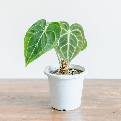 アンスリウム　クラリネルバムをオーダーするならFlower&amp;Plants tette │ 「手から手へ、想いを運ぶフラワーショップ」【板橋駅徒歩4分】【熟練フローリスト夫婦が運営】【最短2営業日で発送】【24時間365日注文OK】【ギフトは3300円〜】フラワーギフトを手から手へ、想いを込めたブーケやアレンジメントで大切な人に感謝と愛情を。シーンや用途に合わせて選びやすい豊富な種