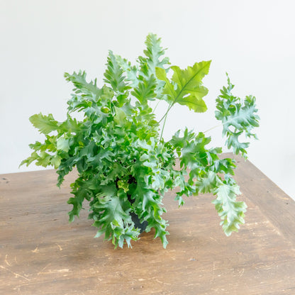 フレボディウムダバナをオーダーするならFlower&amp;Plants tette │ 「手から手へ、想いを運ぶフラワーショップ」【板橋駅徒歩4分】【熟練フローリスト夫婦が運営】【最短2営業日で発送】【24時間365日注文OK】【ギフトは3300円〜】フラワーギフトを手から手へ、想いを込めたブーケやアレンジメントで大切な人に感謝と愛情を。シーンや用途に合わせて選びやすい豊富な種