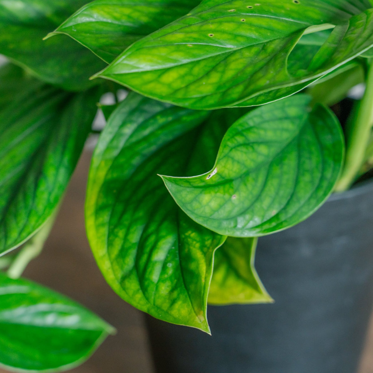 モンステラ カルステリアナムをオーダーするならFlower&amp;Plants tette │ 「手から手へ、想いを運ぶフラワーショップ」【板橋駅徒歩4分】【熟練フローリスト夫婦が運営】【最短2営業日で発送】【24時間365日注文OK】【ギフトは3300円〜】フラワーギフトを手から手へ、想いを込めたブーケやアレンジメントで大切な人に感謝と愛情を。シーンや用途に合わせて選びやすい豊富な種