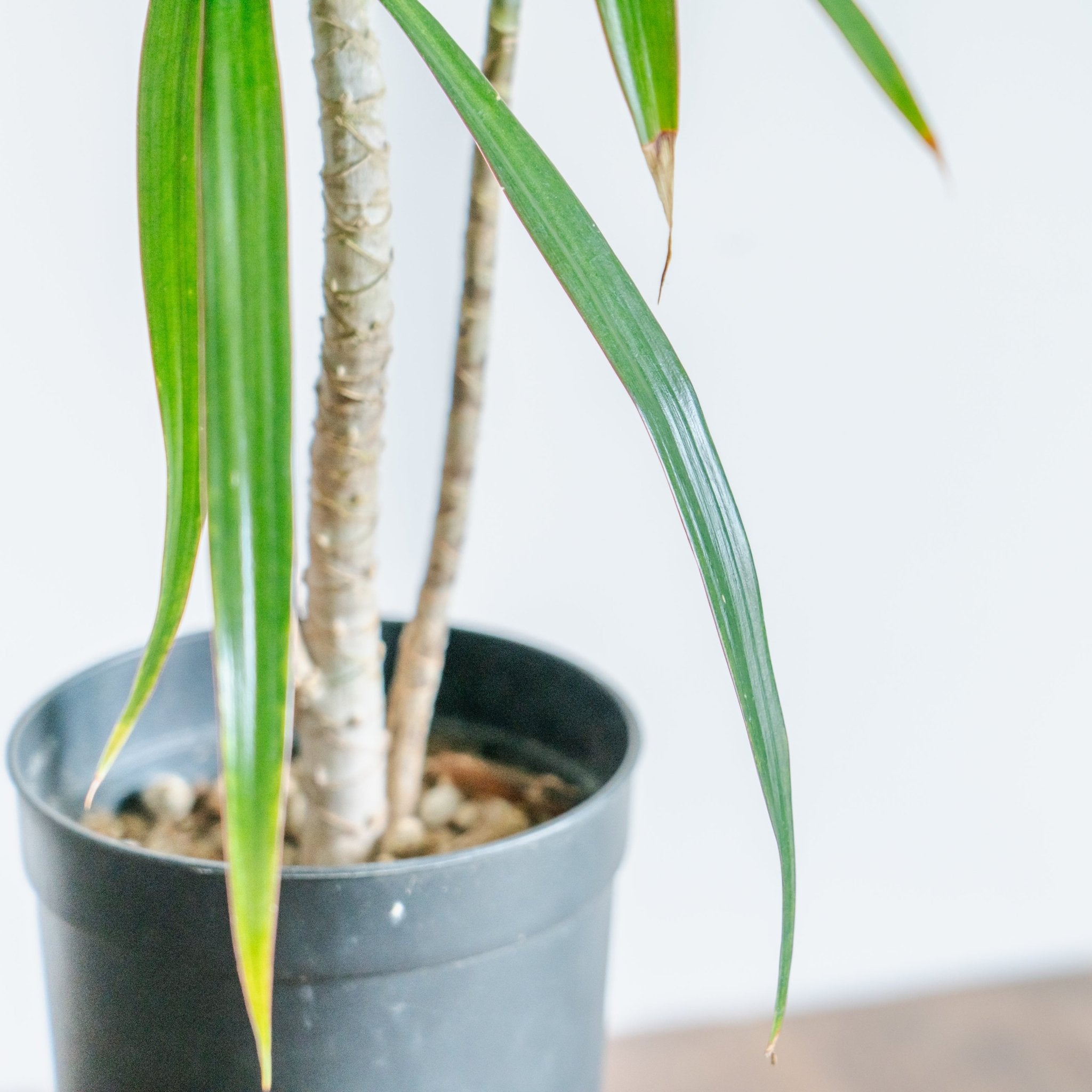 ドラセナ ナビーをオーダーするならFlower&amp;Plants tette │ 「手から手へ、想いを運ぶフラワーショップ」【板橋駅徒歩4分】【熟練フローリスト夫婦が運営】【最短2営業日で発送】【24時間365日注文OK】【ギフトは3300円〜】フラワーギフトを手から手へ、想いを込めたブーケやアレンジメントで大切な人に感謝と愛情を。シーンや用途に合わせて選びやすい豊富な種