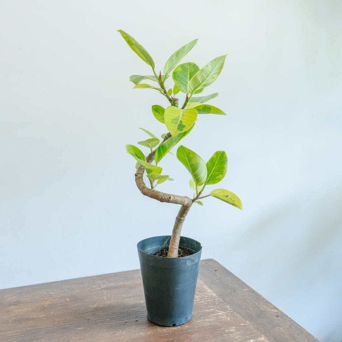 フィカス アルテシマをオーダーするならFlower&amp;Plants tette │ 「手から手へ、想いを運ぶフラワーショップ」【板橋駅徒歩4分】【熟練フローリスト夫婦が運営】【最短2営業日で発送】【24時間365日注文OK】【ギフトは3300円〜】フラワーギフトを手から手へ、想いを込めたブーケやアレンジメントで大切な人に感謝と愛情を。シーンや用途に合わせて選びやすい豊富な種