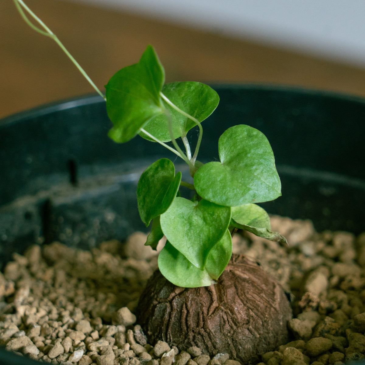 亀甲竜をオーダーするならFlower&amp;Plants tette │ 「手から手へ、想いを運ぶフラワーショップ」【板橋駅徒歩4分】【熟練フローリスト夫婦が運営】【最短2営業日で発送】【24時間365日注文OK】【ギフトは3300円〜】フラワーギフトを手から手へ、想いを込めたブーケやアレンジメントで大切な人に感謝と愛情を。シーンや用途に合わせて選びやすい豊富な種