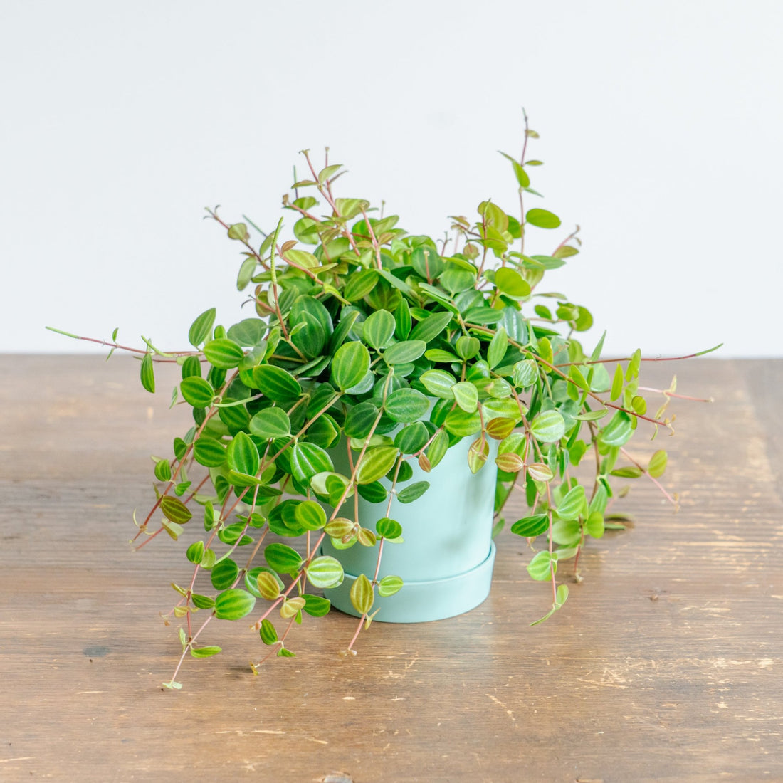 ペペロミア アングラータをオーダーするならFlower&amp;Plants tette │ 「手から手へ、想いを運ぶフラワーショップ」【板橋駅徒歩4分】【熟練フローリスト夫婦が運営】【最短2営業日で発送】【24時間365日注文OK】【ギフトは3300円〜】フラワーギフトを手から手へ、想いを込めたブーケやアレンジメントで大切な人に感謝と愛情を。シーンや用途に合わせて選びやすい豊富な種