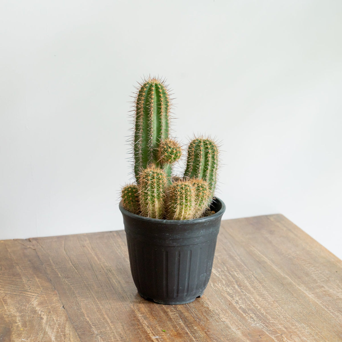 サボテン 輝陽丸をオーダーするならFlower&amp;Plants tette │ 「手から手へ、想いを運ぶフラワーショップ」【板橋駅徒歩4分】【熟練フローリスト夫婦が運営】【最短2営業日で発送】【24時間365日注文OK】【ギフトは3300円〜】フラワーギフトを手から手へ、想いを込めたブーケやアレンジメントで大切な人に感謝と愛情を。シーンや用途に合わせて選びやすい豊富な種