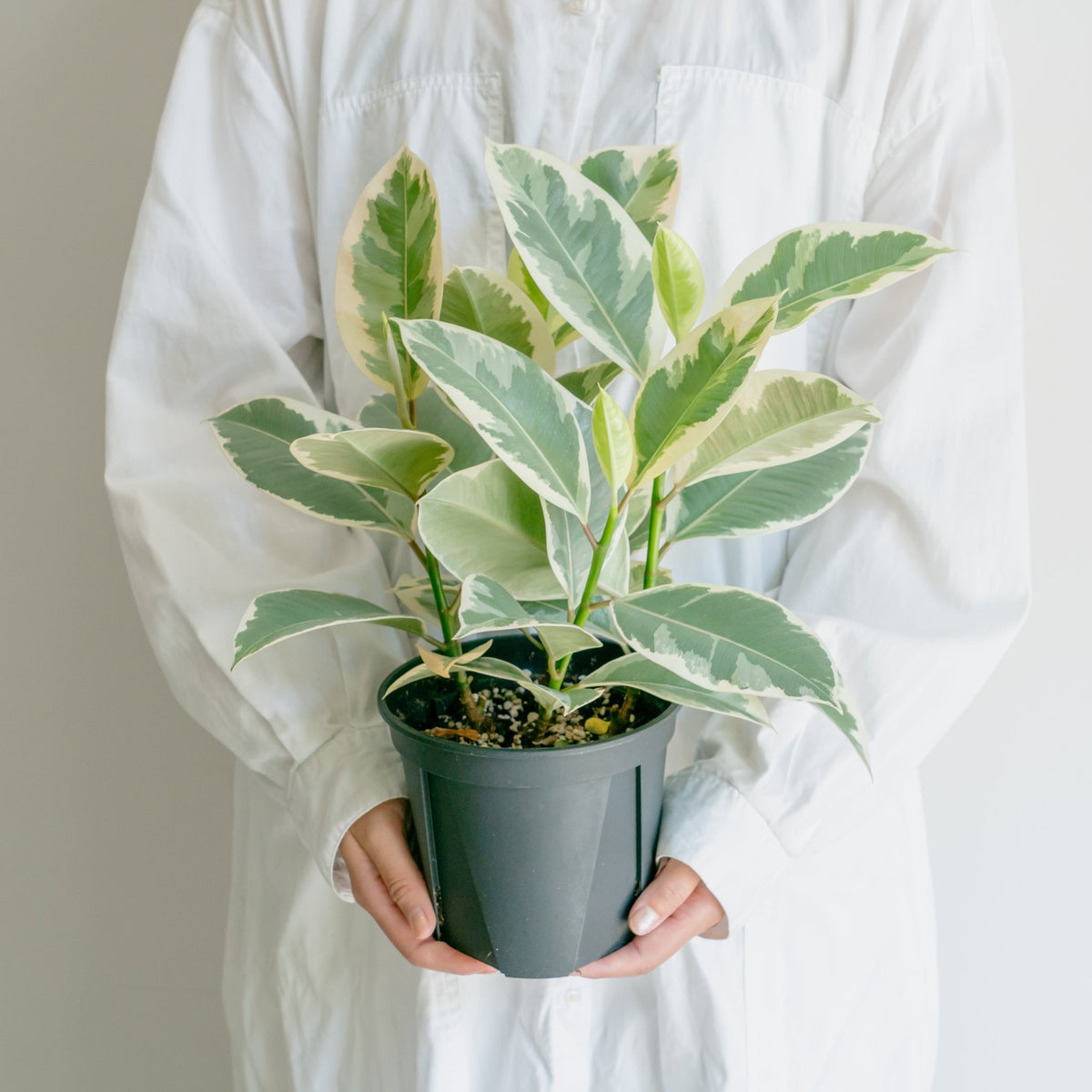フィカス ティネケをオーダーするならFlower&amp;Plants tette │ 「手から手へ、想いを運ぶフラワーショップ」【板橋駅徒歩4分】【熟練フローリスト夫婦が運営】【最短2営業日で発送】【24時間365日注文OK】【ギフトは3300円〜】フラワーギフトを手から手へ、想いを込めたブーケやアレンジメントで大切な人に感謝と愛情を。シーンや用途に合わせて選びやすい豊富な種