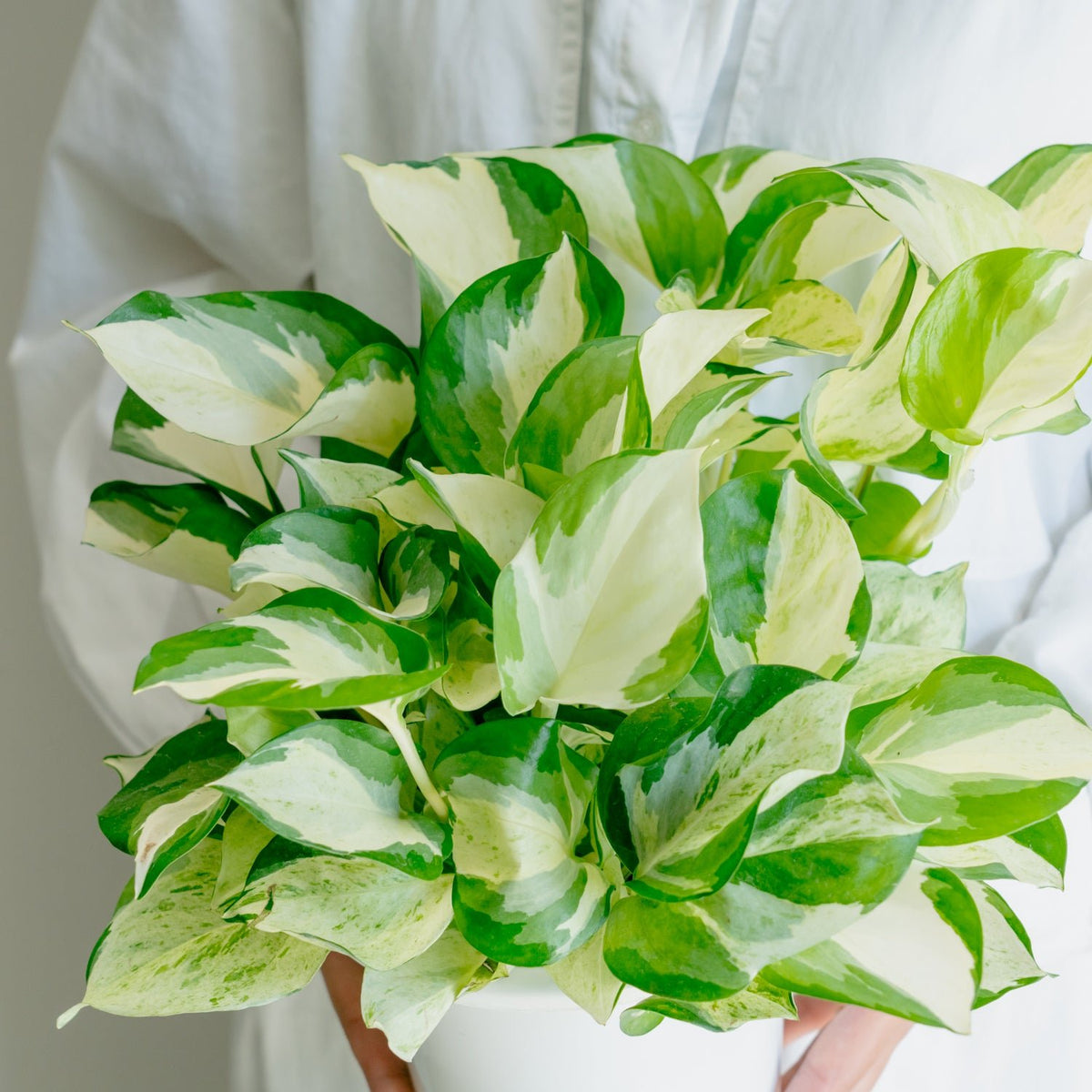 ポトス ステータスをオーダーするならFlower&amp;Plants tette │ 「手から手へ、想いを運ぶフラワーショップ」【板橋駅徒歩4分】【熟練フローリスト夫婦が運営】【最短2営業日で発送】【24時間365日注文OK】【ギフトは3300円〜】フラワーギフトを手から手へ、想いを込めたブーケやアレンジメントで大切な人に感謝と愛情を。シーンや用途に合わせて選びやすい豊富な種