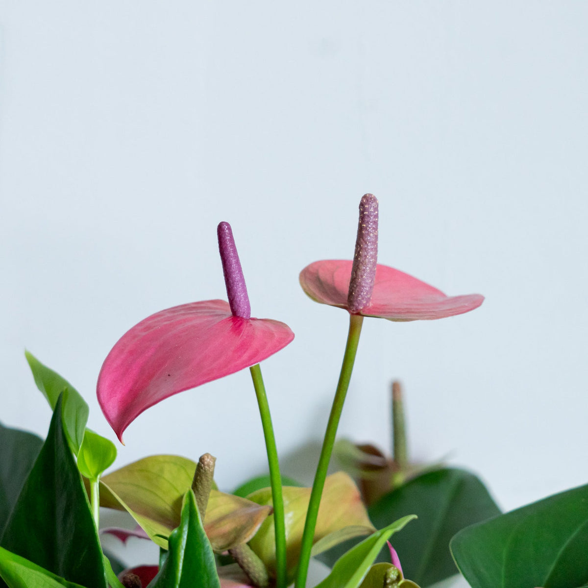 アンスリウム ローズをオーダーするならFlower&amp;Plants tette │ 「手から手へ、想いを運ぶフラワーショップ」【板橋駅徒歩4分】【熟練フローリスト夫婦が運営】【最短2営業日で発送】【24時間365日注文OK】【ギフトは3300円〜】フラワーギフトを手から手へ、想いを込めたブーケやアレンジメントで大切な人に感謝と愛情を。シーンや用途に合わせて選びやすい豊富な種