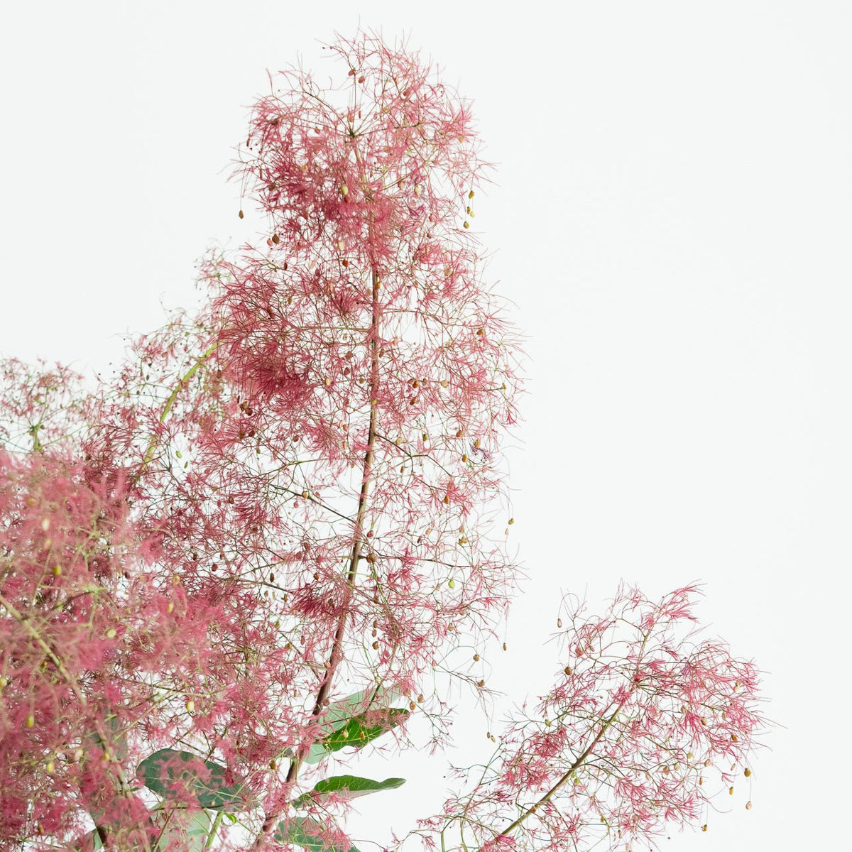 枝もの定期便をオーダーするならFlower&amp;Plants tette │ 「手から手へ、想いを運ぶフラワーショップ」【板橋駅徒歩4分】【熟練フローリスト夫婦が運営】【最短2営業日で発送】【24時間365日注文OK】【ギフトは3300円〜】フラワーギフトを手から手へ、想いを込めたブーケやアレンジメントで大切な人に感謝と愛情を。シーンや用途に合わせて選びやすい豊富な種