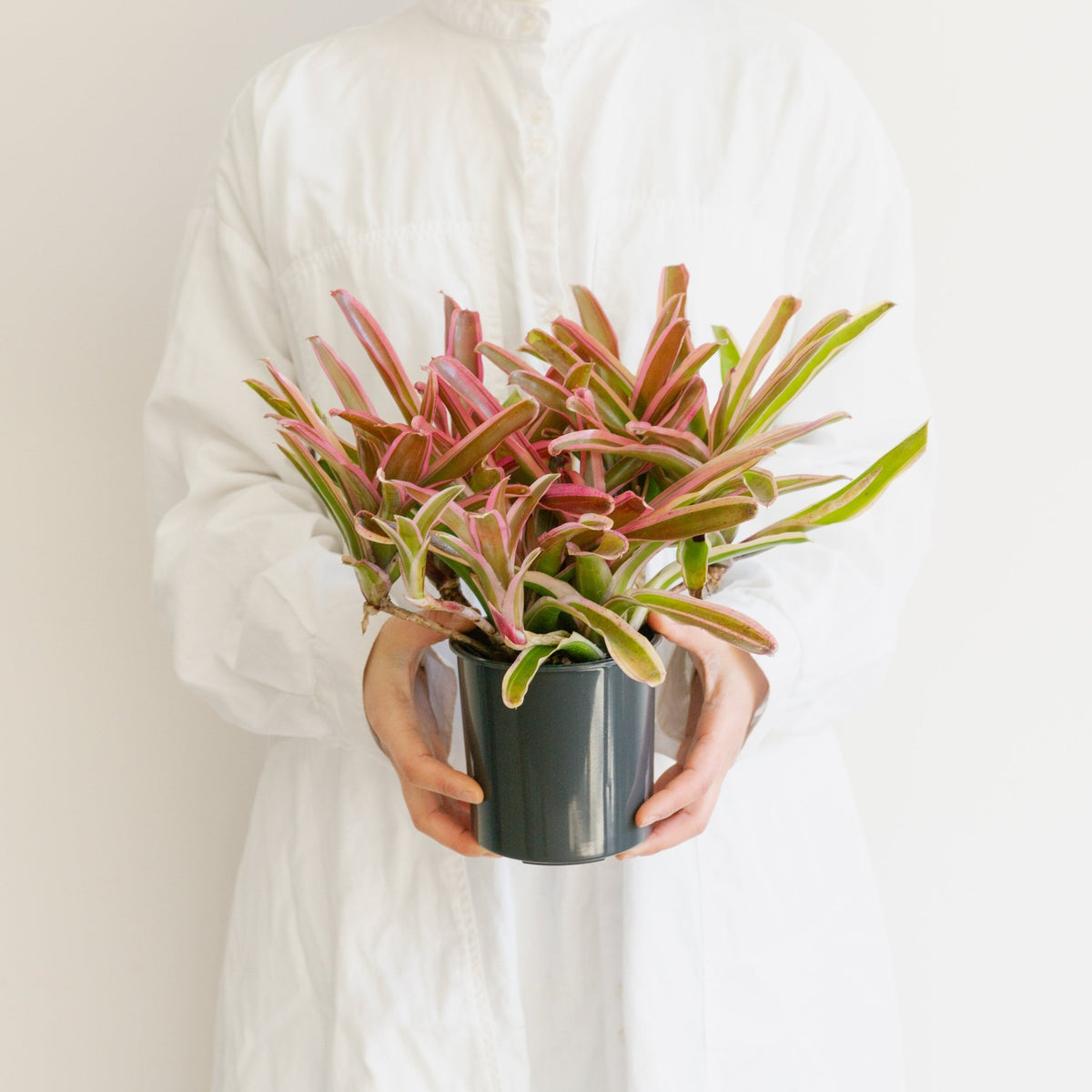 ネオレゲリア・ファイアーボールをオーダーするならFlower&amp;Plants tette │ 「手から手へ、想いを運ぶフラワーショップ」【板橋駅徒歩4分】【熟練フローリスト夫婦が運営】【最短2営業日で発送】【24時間365日注文OK】【ギフトは3300円〜】フラワーギフトを手から手へ、想いを込めたブーケやアレンジメントで大切な人に感謝と愛情を。シーンや用途に合わせて選びやすい豊富な種