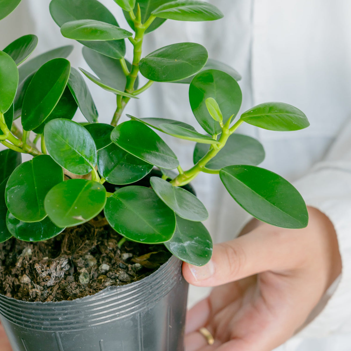 フィカス　ミクロフィラパンダをオーダーするならFlower&amp;Plants tette │ 「手から手へ、想いを運ぶフラワーショップ」【板橋駅徒歩4分】【熟練フローリスト夫婦が運営】【最短2営業日で発送】【24時間365日注文OK】【ギフトは3300円〜】フラワーギフトを手から手へ、想いを込めたブーケやアレンジメントで大切な人に感謝と愛情を。シーンや用途に合わせて選びやすい豊富な種