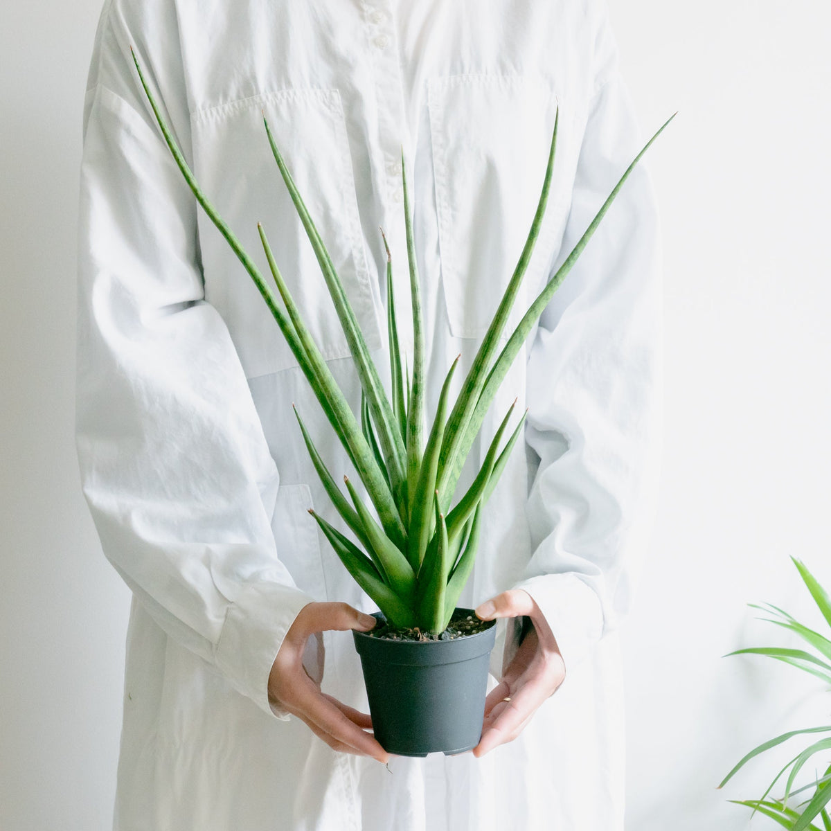 サンスベリアトムグラシリスをオーダーするならFlower&amp;Plants tette │ 「手から手へ、想いを運ぶフラワーショップ」【板橋駅徒歩4分】【熟練フローリスト夫婦が運営】【最短2営業日で発送】【24時間365日注文OK】【ギフトは3300円〜】フラワーギフトを手から手へ、想いを込めたブーケやアレンジメントで大切な人に感謝と愛情を。シーンや用途に合わせて選びやすい豊富な種