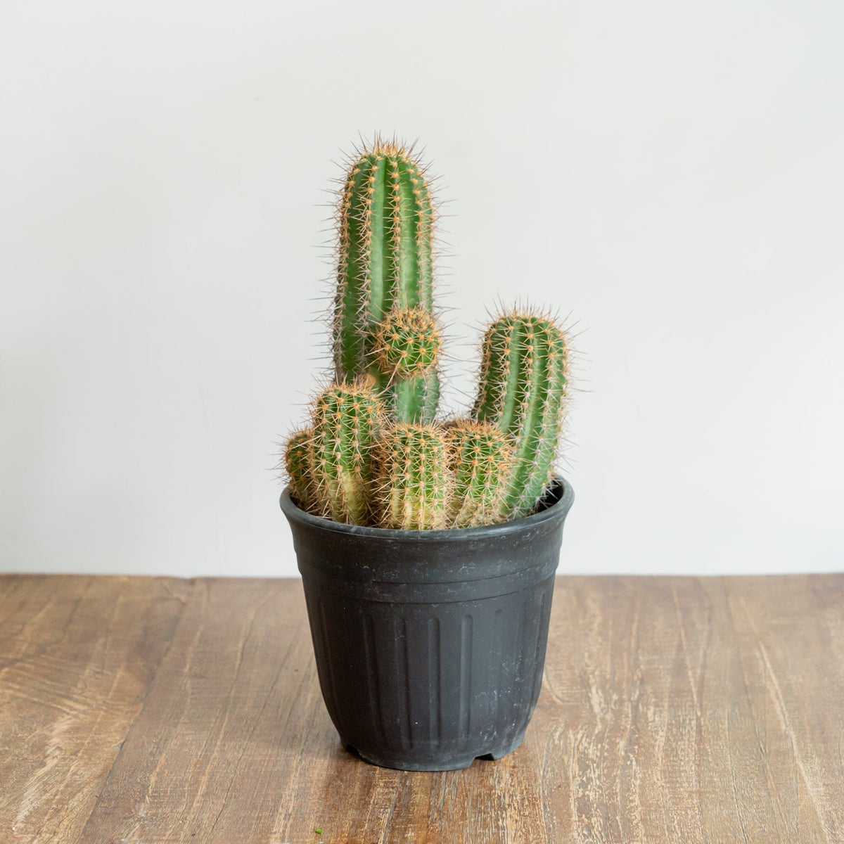 サボテン 輝陽丸をオーダーするならFlower&amp;Plants tette │ 「手から手へ、想いを運ぶフラワーショップ」【板橋駅徒歩4分】【熟練フローリスト夫婦が運営】【最短2営業日で発送】【24時間365日注文OK】【ギフトは3300円〜】フラワーギフトを手から手へ、想いを込めたブーケやアレンジメントで大切な人に感謝と愛情を。シーンや用途に合わせて選びやすい豊富な種