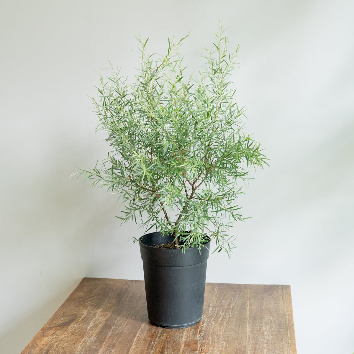 シルバーティーツリーをオーダーするならFlower&amp;Plants tette │ 「手から手へ、想いを運ぶフラワーショップ」【板橋駅徒歩4分】【熟練フローリスト夫婦が運営】【最短2営業日で発送】【24時間365日注文OK】【ギフトは3300円〜】フラワーギフトを手から手へ、想いを込めたブーケやアレンジメントで大切な人に感謝と愛情を。シーンや用途に合わせて選びやすい豊富な種
