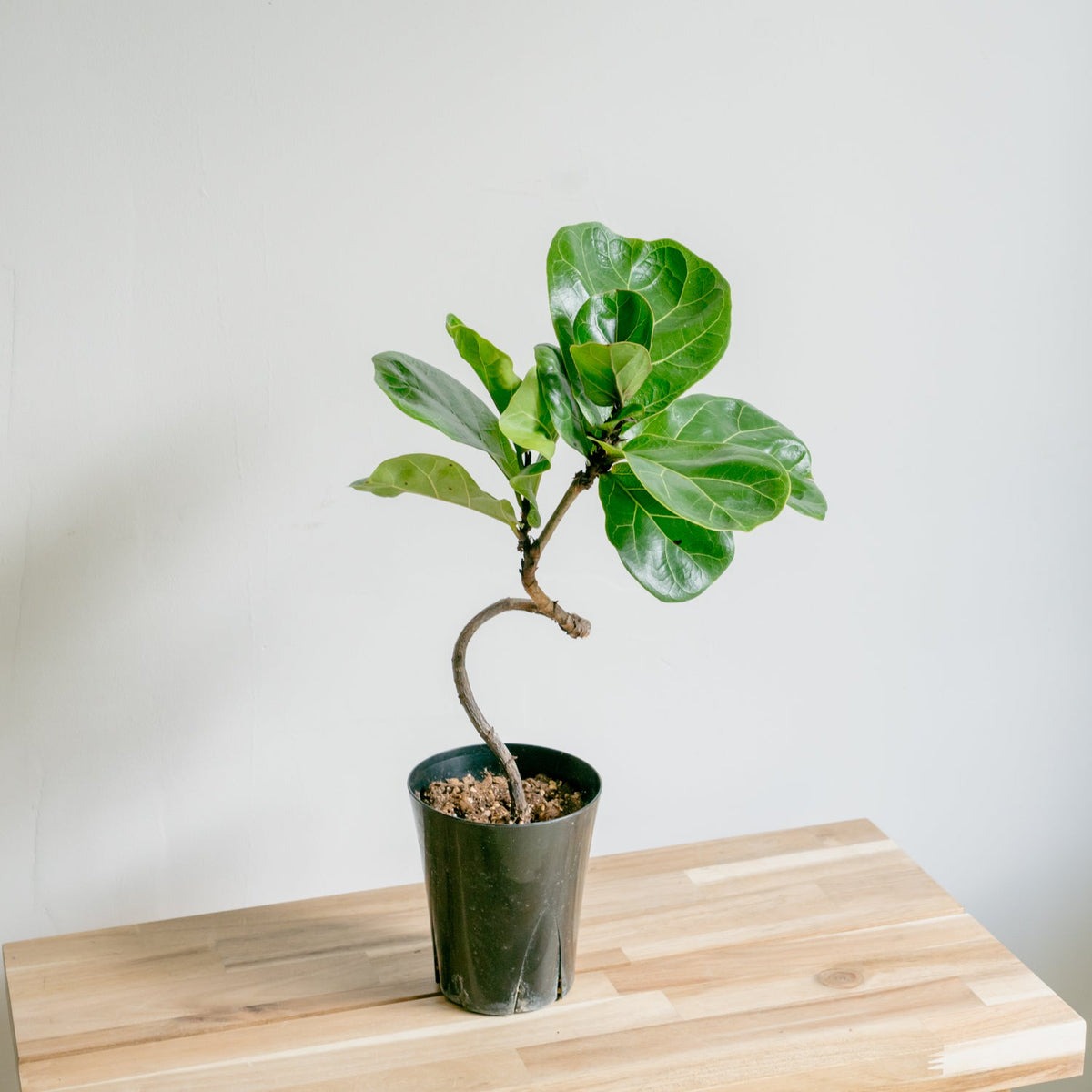 フィカス　バンビーノをオーダーするならFlower&amp;Plants tette │ 「手から手へ、想いを運ぶフラワーショップ」【板橋駅徒歩4分】【熟練フローリスト夫婦が運営】【最短2営業日で発送】【24時間365日注文OK】【ギフトは3300円〜】フラワーギフトを手から手へ、想いを込めたブーケやアレンジメントで大切な人に感謝と愛情を。シーンや用途に合わせて選びやすい豊富な種