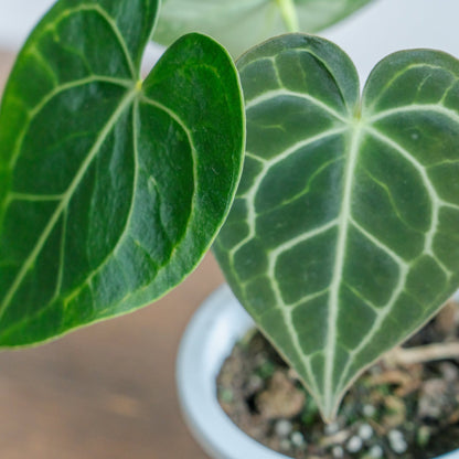 アンスリウム　クラリネルバムをオーダーするならFlower&amp;Plants tette │ 「手から手へ、想いを運ぶフラワーショップ」【板橋駅徒歩4分】【熟練フローリスト夫婦が運営】【最短2営業日で発送】【24時間365日注文OK】【ギフトは3300円〜】フラワーギフトを手から手へ、想いを込めたブーケやアレンジメントで大切な人に感謝と愛情を。シーンや用途に合わせて選びやすい豊富な種