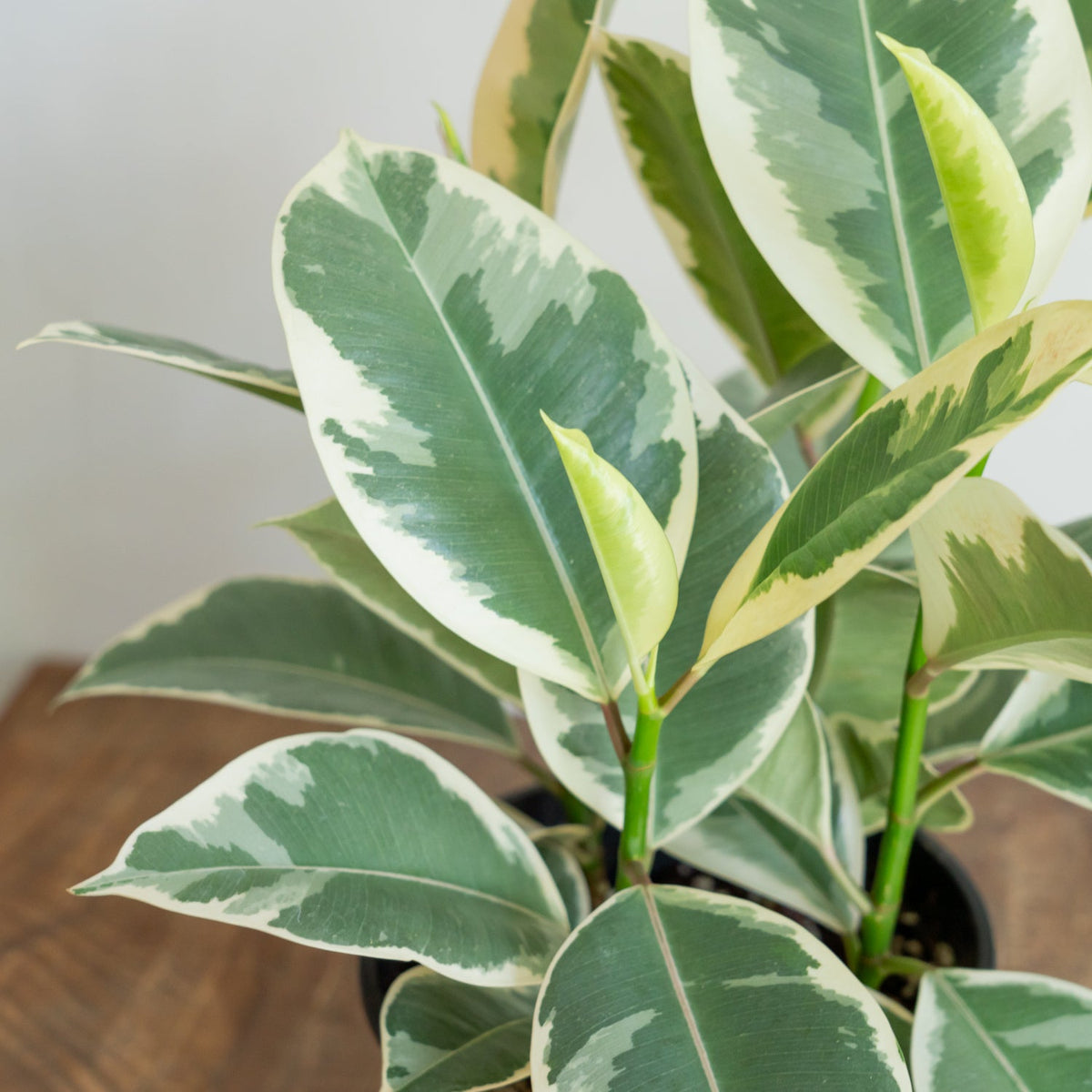 フィカス ティネケをオーダーするならFlower&amp;Plants tette │ 「手から手へ、想いを運ぶフラワーショップ」【板橋駅徒歩4分】【熟練フローリスト夫婦が運営】【最短2営業日で発送】【24時間365日注文OK】【ギフトは3300円〜】フラワーギフトを手から手へ、想いを込めたブーケやアレンジメントで大切な人に感謝と愛情を。シーンや用途に合わせて選びやすい豊富な種