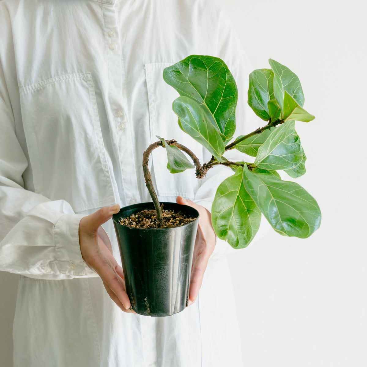 フィカス　バンビーノをオーダーするならFlower&amp;Plants tette │ 「手から手へ、想いを運ぶフラワーショップ」【板橋駅徒歩4分】【熟練フローリスト夫婦が運営】【最短2営業日で発送】【24時間365日注文OK】【ギフトは3300円〜】フラワーギフトを手から手へ、想いを込めたブーケやアレンジメントで大切な人に感謝と愛情を。シーンや用途に合わせて選びやすい豊富な種
