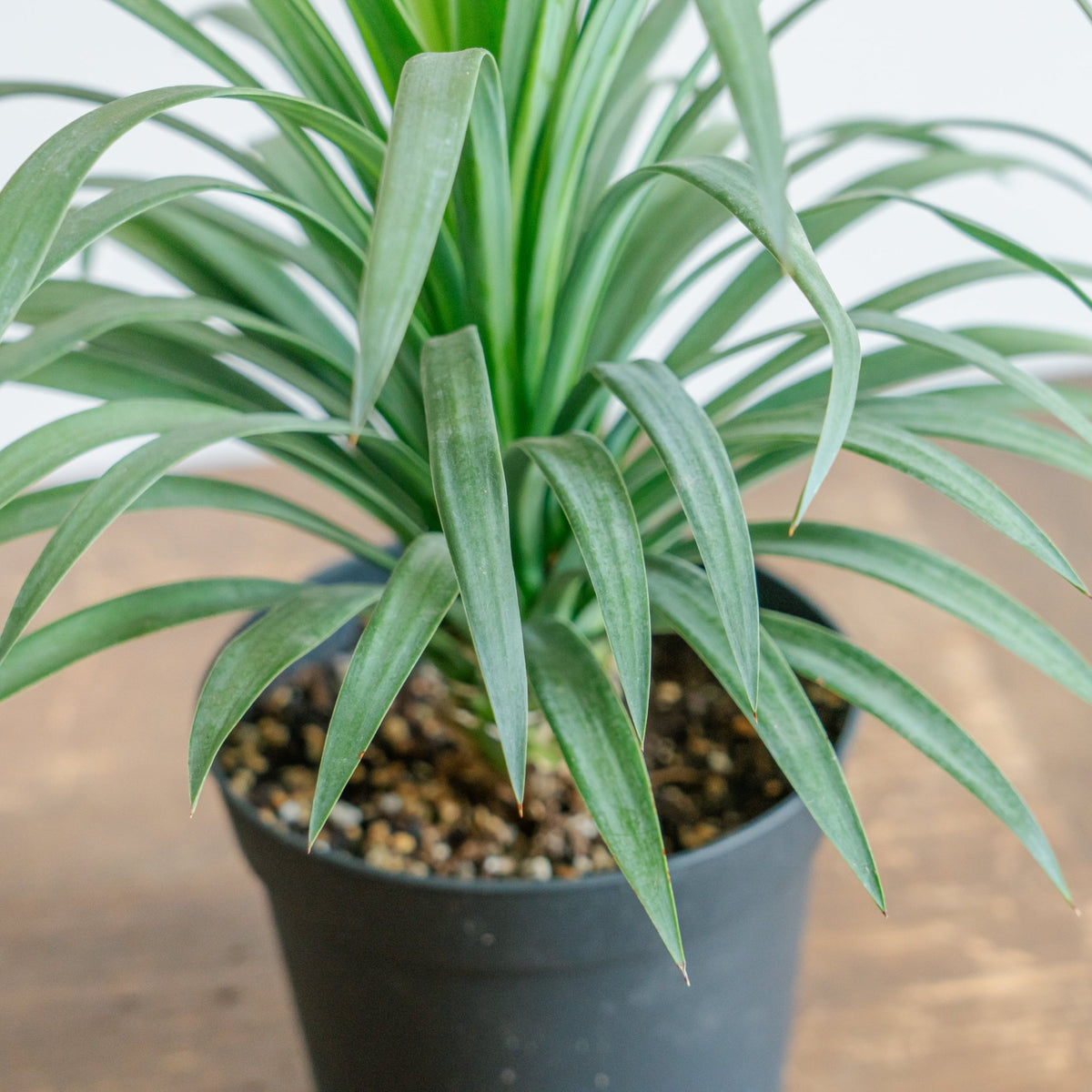 ユッカ･ディスメキアーナをオーダーするならFlower&amp;Plants tette │ 「手から手へ、想いを運ぶフラワーショップ」【板橋駅徒歩4分】【熟練フローリスト夫婦が運営】【最短2営業日で発送】【24時間365日注文OK】【ギフトは3300円〜】フラワーギフトを手から手へ、想いを込めたブーケやアレンジメントで大切な人に感謝と愛情を。シーンや用途に合わせて選びやすい豊富な種