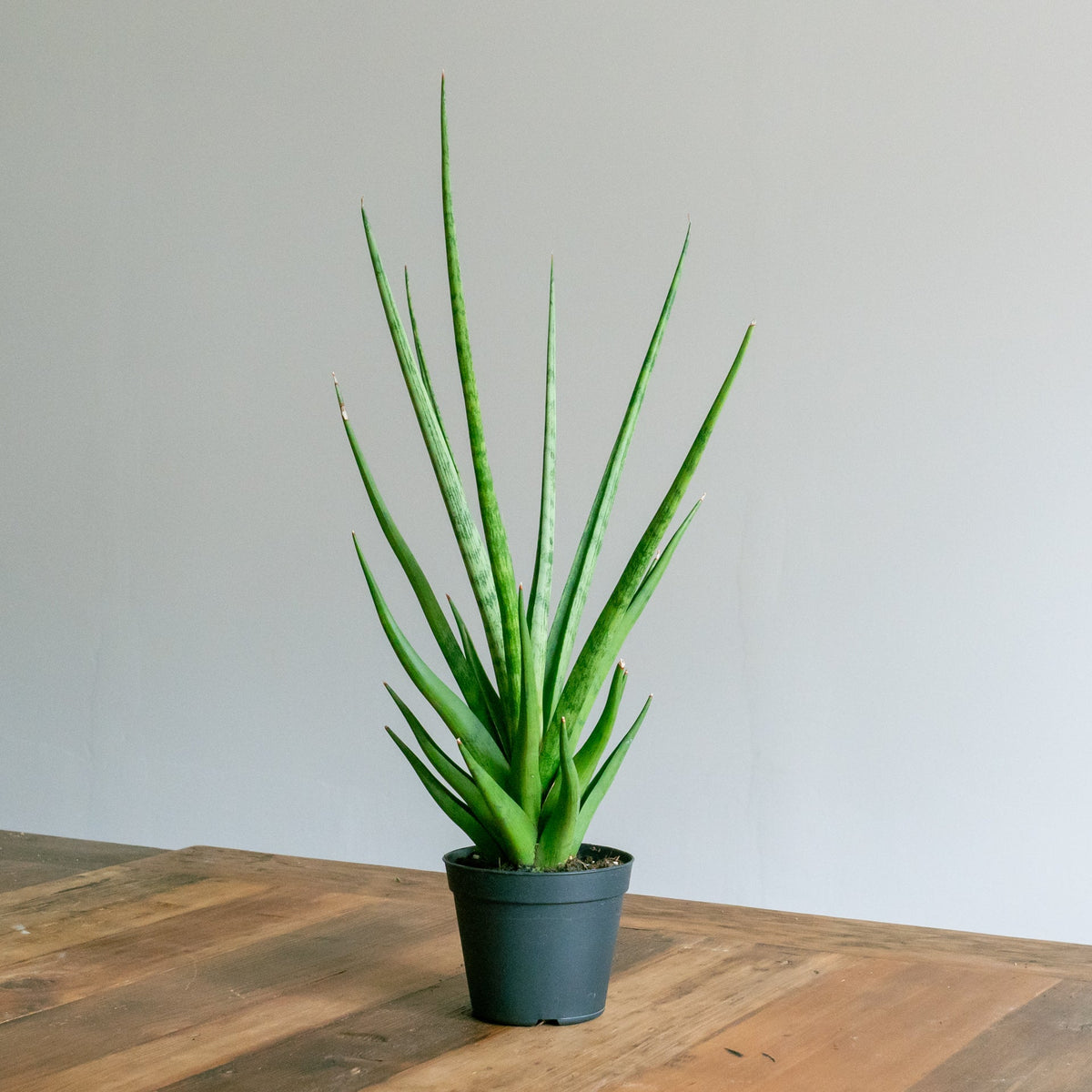 サンスベリアトムグラシリスをオーダーするならFlower&amp;Plants tette │ 「手から手へ、想いを運ぶフラワーショップ」【板橋駅徒歩4分】【熟練フローリスト夫婦が運営】【最短2営業日で発送】【24時間365日注文OK】【ギフトは3300円〜】フラワーギフトを手から手へ、想いを込めたブーケやアレンジメントで大切な人に感謝と愛情を。シーンや用途に合わせて選びやすい豊富な種