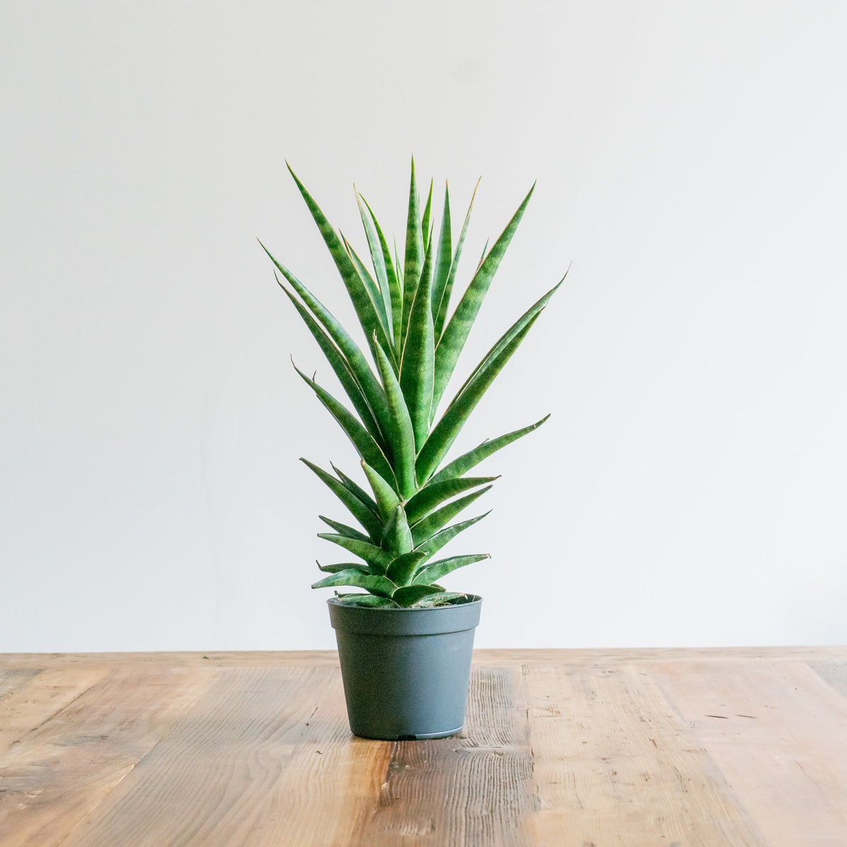 サンスベリア ビースリーをオーダーするならFlower&amp;Plants tette │ 「手から手へ、想いを運ぶフラワーショップ」【板橋駅徒歩4分】【熟練フローリスト夫婦が運営】【最短2営業日で発送】【24時間365日注文OK】【ギフトは3300円〜】フラワーギフトを手から手へ、想いを込めたブーケやアレンジメントで大切な人に感謝と愛情を。シーンや用途に合わせて選びやすい豊富な種