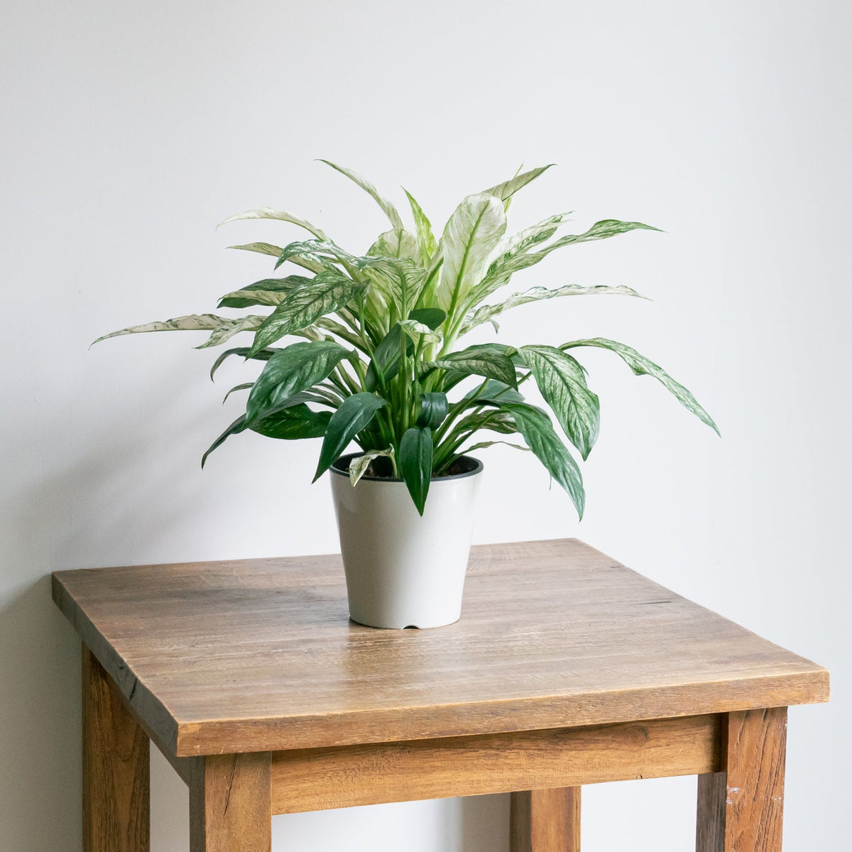 スパティフィラム・センセーション　バリエガータをオーダーするならFlower&amp;Plants tette │ 「手から手へ、想いを運ぶフラワーショップ」【板橋駅徒歩4分】【熟練フローリスト夫婦が運営】【最短2営業日で発送】【24時間365日注文OK】【ギフトは3300円〜】フラワーギフトを手から手へ、想いを込めたブーケやアレンジメントで大切な人に感謝と愛情を。シーンや用途に合わせて選びやすい豊富な種