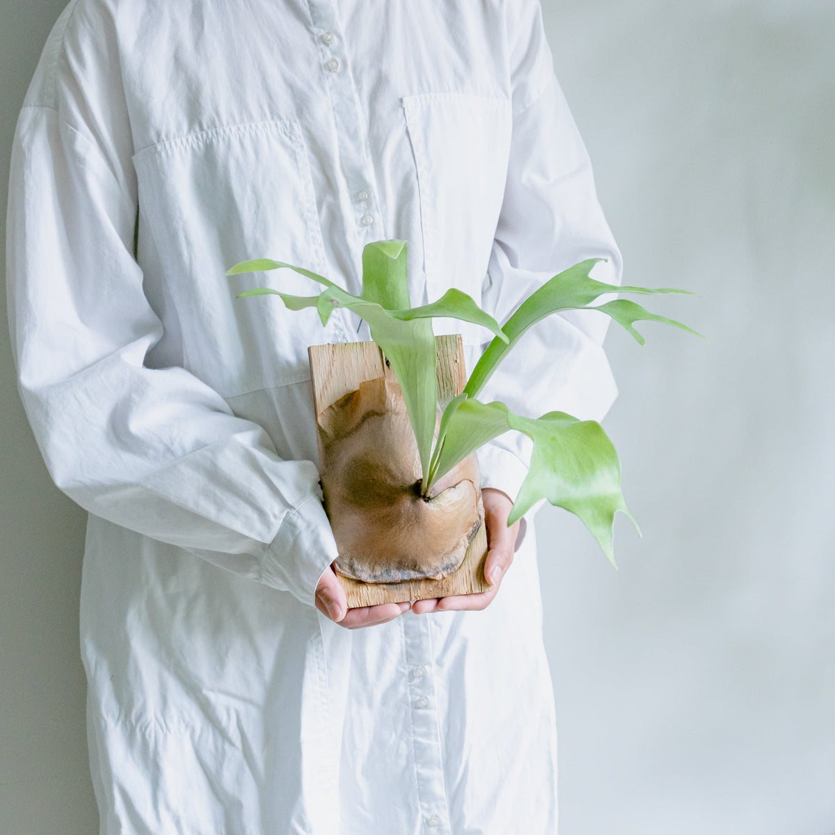 ビカクシダ　ヒリーをオーダーするならFlower&amp;Plants tette │ 「手から手へ、想いを運ぶフラワーショップ」【板橋駅徒歩4分】【熟練フローリスト夫婦が運営】【最短2営業日で発送】【24時間365日注文OK】【ギフトは3300円〜】フラワーギフトを手から手へ、想いを込めたブーケやアレンジメントで大切な人に感謝と愛情を。シーンや用途に合わせて選びやすい豊富な種