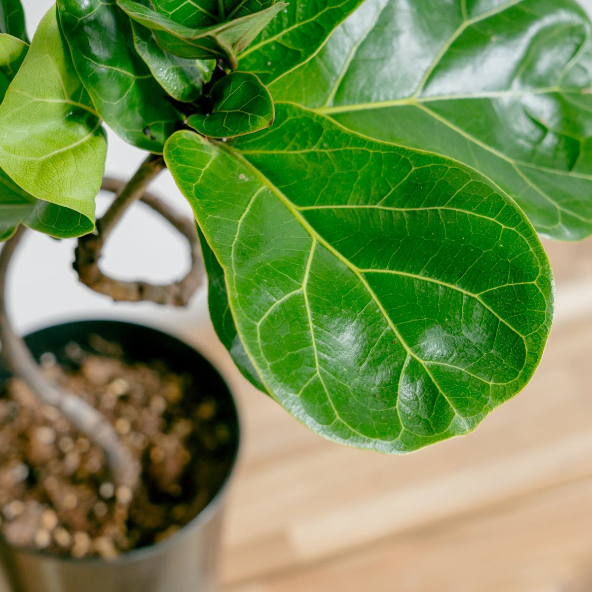 フィカス　バンビーノをオーダーするならFlower&amp;Plants tette │ 「手から手へ、想いを運ぶフラワーショップ」【板橋駅徒歩4分】【熟練フローリスト夫婦が運営】【最短2営業日で発送】【24時間365日注文OK】【ギフトは3300円〜】フラワーギフトを手から手へ、想いを込めたブーケやアレンジメントで大切な人に感謝と愛情を。シーンや用途に合わせて選びやすい豊富な種