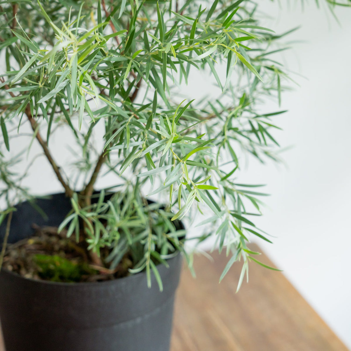 シルバーティーツリーをオーダーするならFlower&amp;Plants tette │ 「手から手へ、想いを運ぶフラワーショップ」【板橋駅徒歩4分】【熟練フローリスト夫婦が運営】【最短2営業日で発送】【24時間365日注文OK】【ギフトは3300円〜】フラワーギフトを手から手へ、想いを込めたブーケやアレンジメントで大切な人に感謝と愛情を。シーンや用途に合わせて選びやすい豊富な種