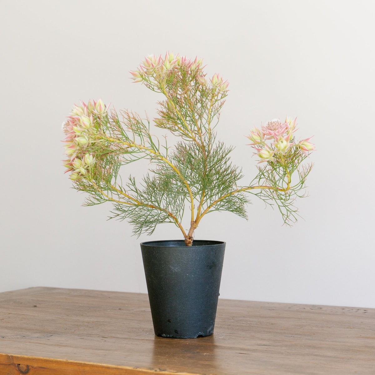 セルリア プリティピンクをオーダーするならFlower&amp;Plants tette │ 「手から手へ、想いを運ぶフラワーショップ」【板橋駅徒歩4分】【熟練フローリスト夫婦が運営】【最短2営業日で発送】【24時間365日注文OK】【ギフトは3300円〜】フラワーギフトを手から手へ、想いを込めたブーケやアレンジメントで大切な人に感謝と愛情を。シーンや用途に合わせて選びやすい豊富な種