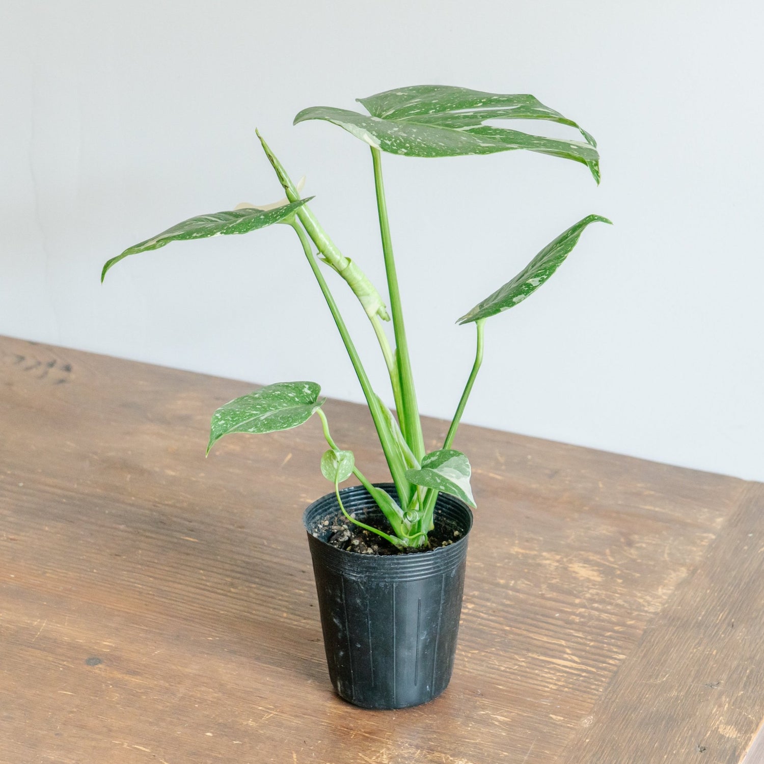 モンステラ タイコンストレーションをオーダーするならFlower&amp;Plants tette │ 「手から手へ、想いを運ぶフラワーショップ」【板橋駅徒歩4分】【熟練フローリスト夫婦が運営】【最短2営業日で発送】【24時間365日注文OK】【ギフトは3300円〜】フラワーギフトを手から手へ、想いを込めたブーケやアレンジメントで大切な人に感謝と愛情を。シーンや用途に合わせて選びやすい豊富な種