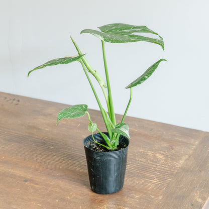 モンステラ タイコンストレーションをオーダーするならFlower&amp;Plants tette │ 「手から手へ、想いを運ぶフラワーショップ」【板橋駅徒歩4分】【熟練フローリスト夫婦が運営】【最短2営業日で発送】【24時間365日注文OK】【ギフトは3300円〜】フラワーギフトを手から手へ、想いを込めたブーケやアレンジメントで大切な人に感謝と愛情を。シーンや用途に合わせて選びやすい豊富な種