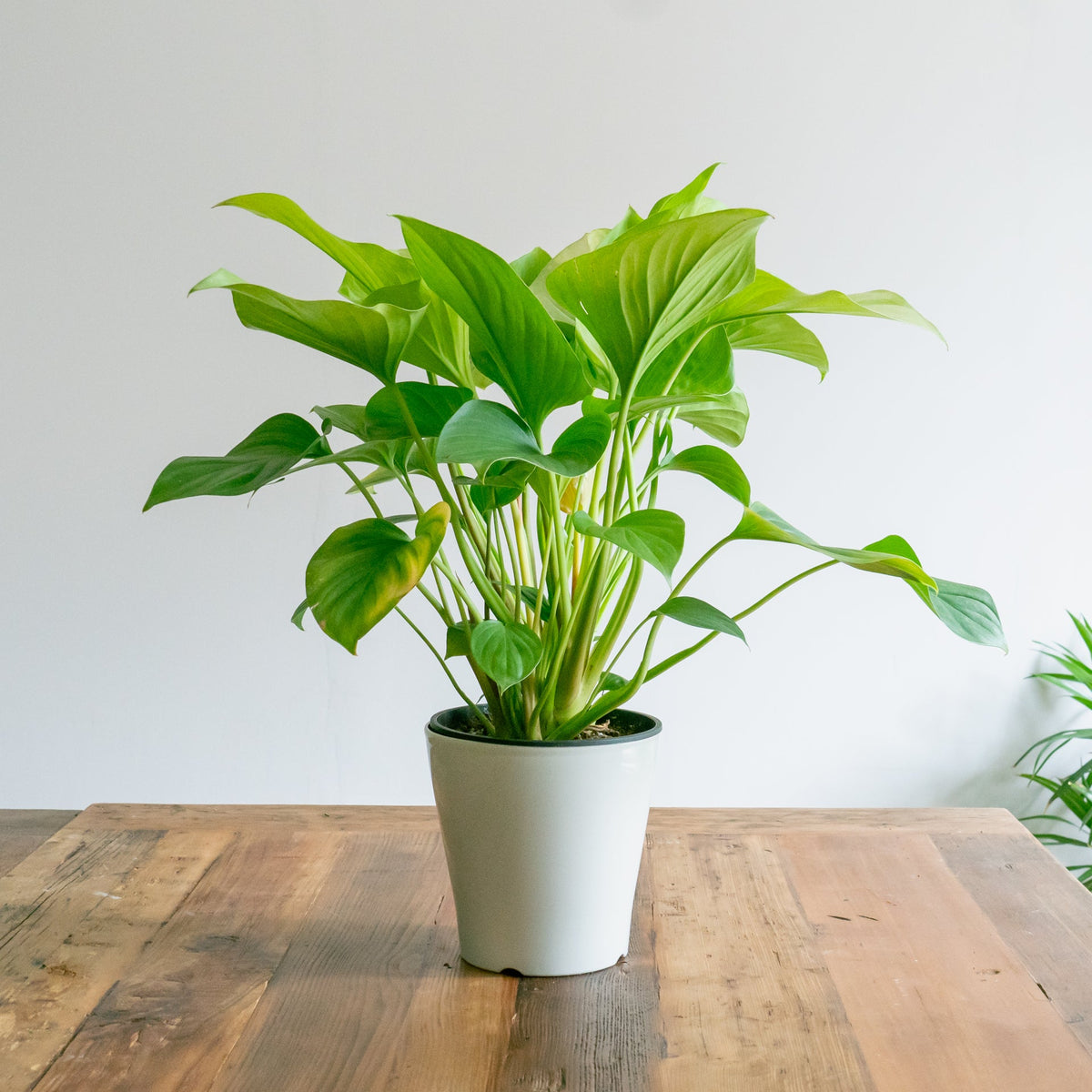 ホマロメナサンシャインジェムをオーダーするならFlower&amp;Plants tette │ 「手から手へ、想いを運ぶフラワーショップ」【板橋駅徒歩4分】【熟練フローリスト夫婦が運営】【最短2営業日で発送】【24時間365日注文OK】【ギフトは3300円〜】フラワーギフトを手から手へ、想いを込めたブーケやアレンジメントで大切な人に感謝と愛情を。シーンや用途に合わせて選びやすい豊富な種