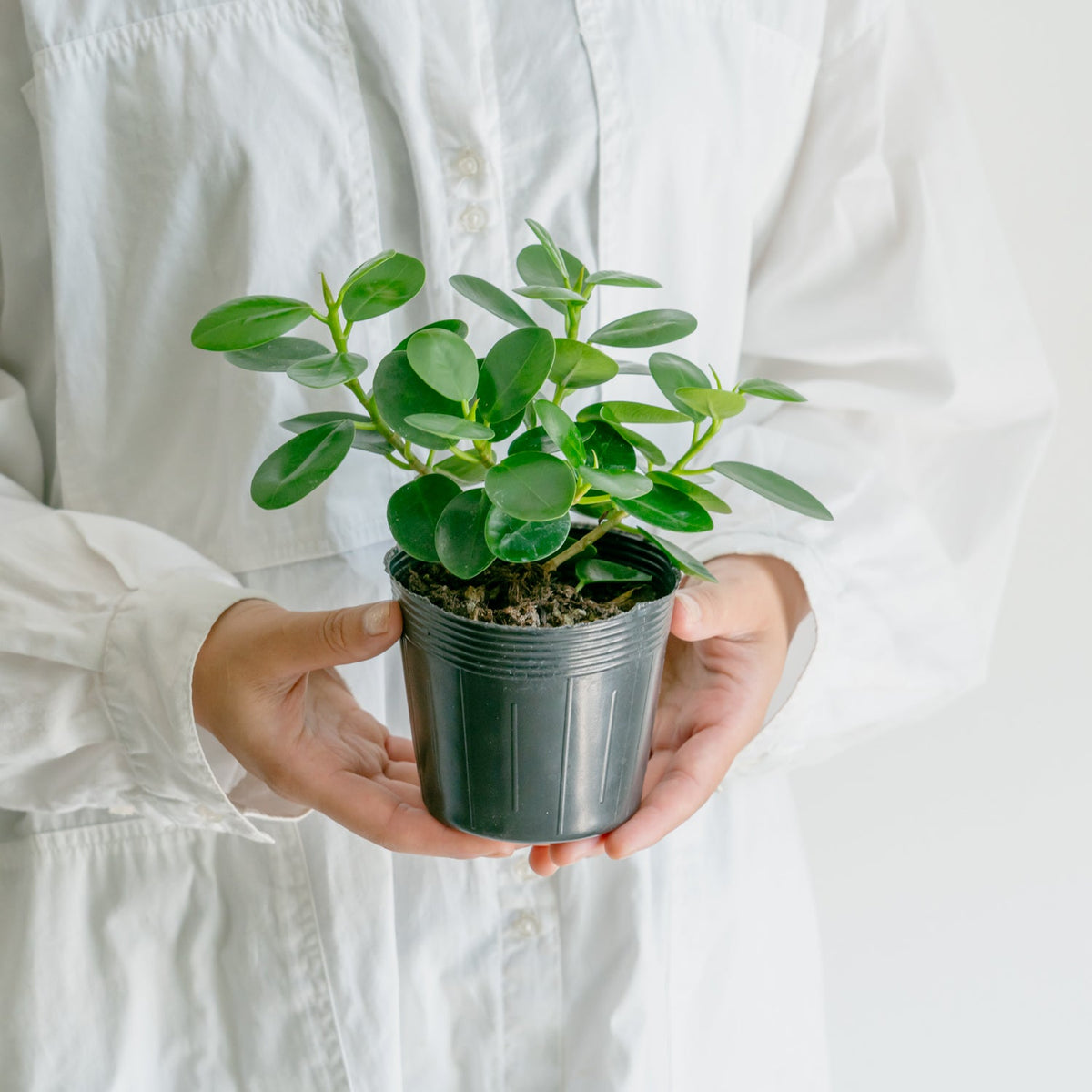 フィカス　ミクロフィラパンダをオーダーするならFlower&amp;Plants tette │ 「手から手へ、想いを運ぶフラワーショップ」【板橋駅徒歩4分】【熟練フローリスト夫婦が運営】【最短2営業日で発送】【24時間365日注文OK】【ギフトは3300円〜】フラワーギフトを手から手へ、想いを込めたブーケやアレンジメントで大切な人に感謝と愛情を。シーンや用途に合わせて選びやすい豊富な種