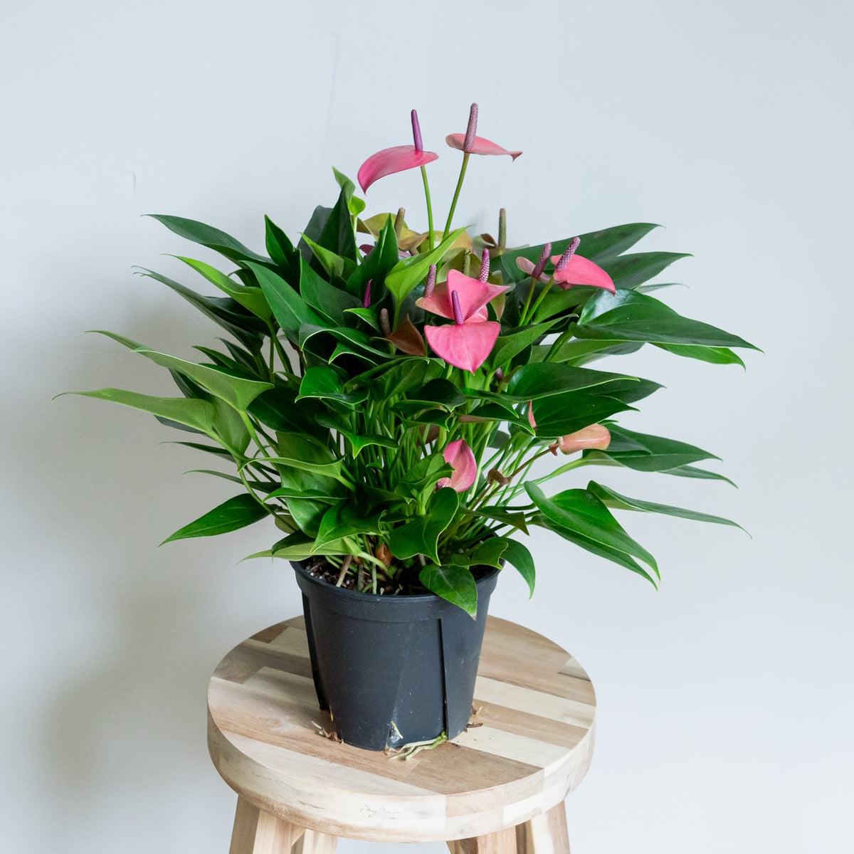 アンスリウム ローズをオーダーするならFlower&amp;Plants tette │ 「手から手へ、想いを運ぶフラワーショップ」【板橋駅徒歩4分】【熟練フローリスト夫婦が運営】【最短2営業日で発送】【24時間365日注文OK】【ギフトは3300円〜】フラワーギフトを手から手へ、想いを込めたブーケやアレンジメントで大切な人に感謝と愛情を。シーンや用途に合わせて選びやすい豊富な種