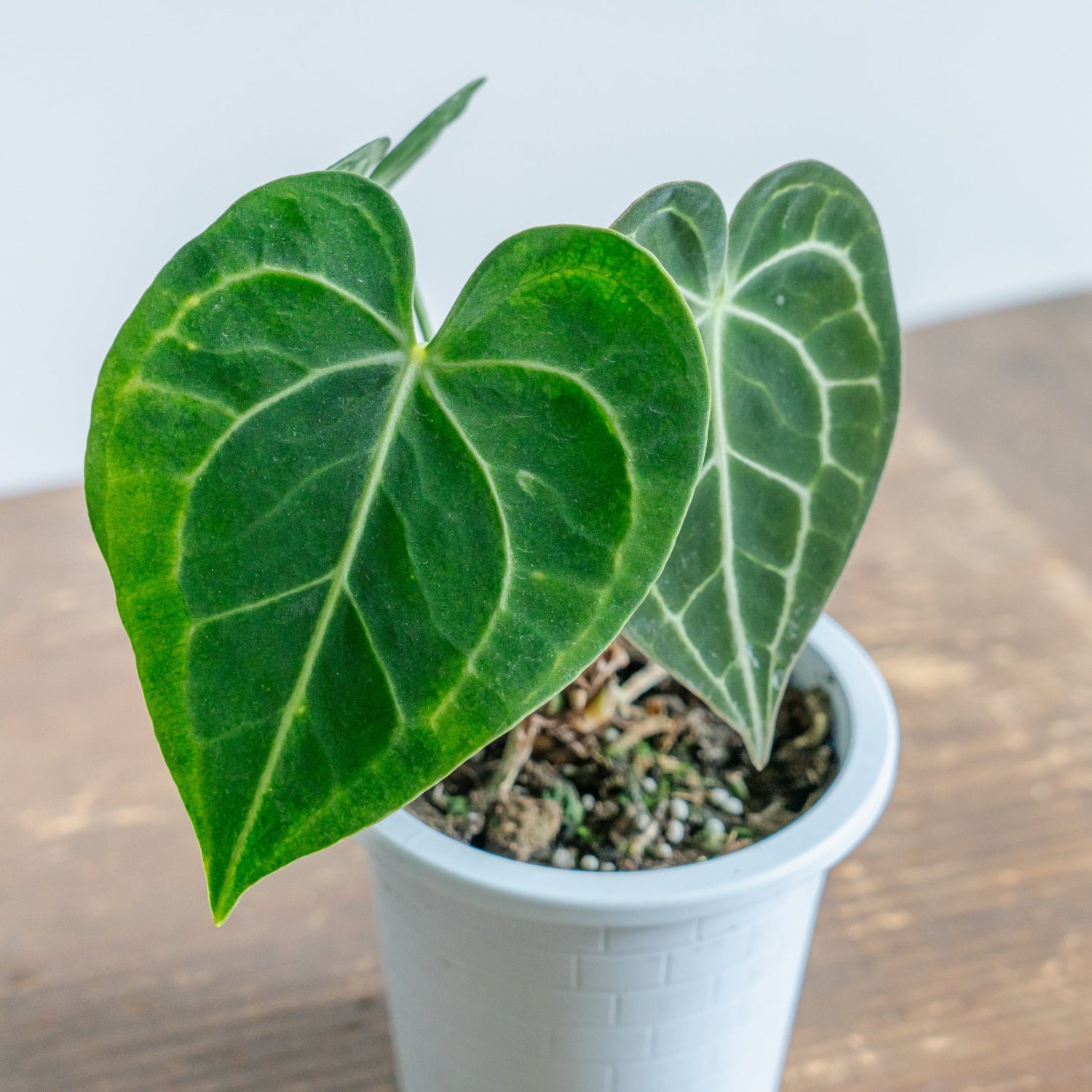 アンスリウム　クラリネルバムをオーダーするならFlower&amp;Plants tette │ 「手から手へ、想いを運ぶフラワーショップ」【板橋駅徒歩4分】【熟練フローリスト夫婦が運営】【最短2営業日で発送】【24時間365日注文OK】【ギフトは3300円〜】フラワーギフトを手から手へ、想いを込めたブーケやアレンジメントで大切な人に感謝と愛情を。シーンや用途に合わせて選びやすい豊富な種