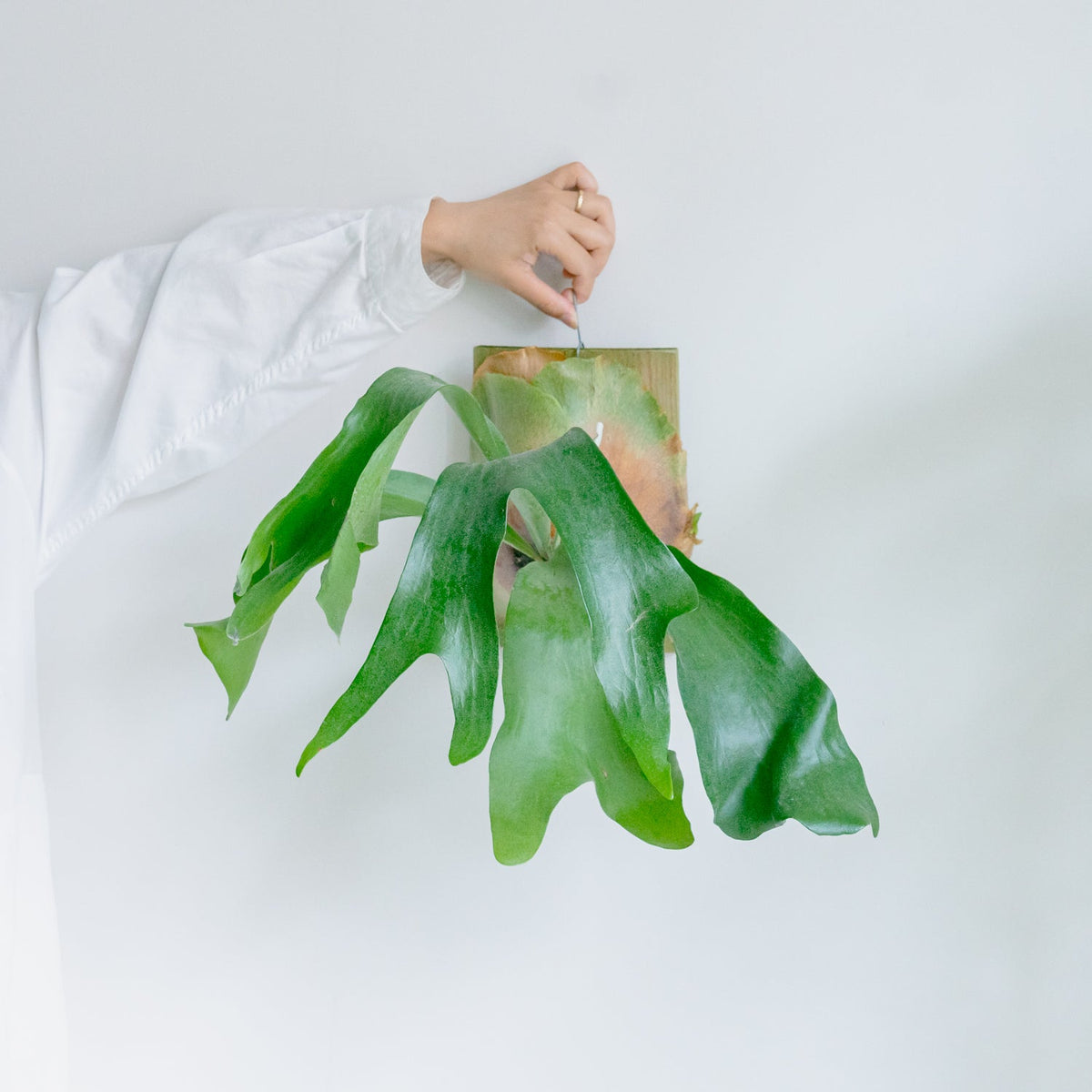 ビカクシダ　ヒリーをオーダーするならFlower&amp;Plants tette │ 「手から手へ、想いを運ぶフラワーショップ」【板橋駅徒歩4分】【熟練フローリスト夫婦が運営】【最短2営業日で発送】【24時間365日注文OK】【ギフトは3300円〜】フラワーギフトを手から手へ、想いを込めたブーケやアレンジメントで大切な人に感謝と愛情を。シーンや用途に合わせて選びやすい豊富な種