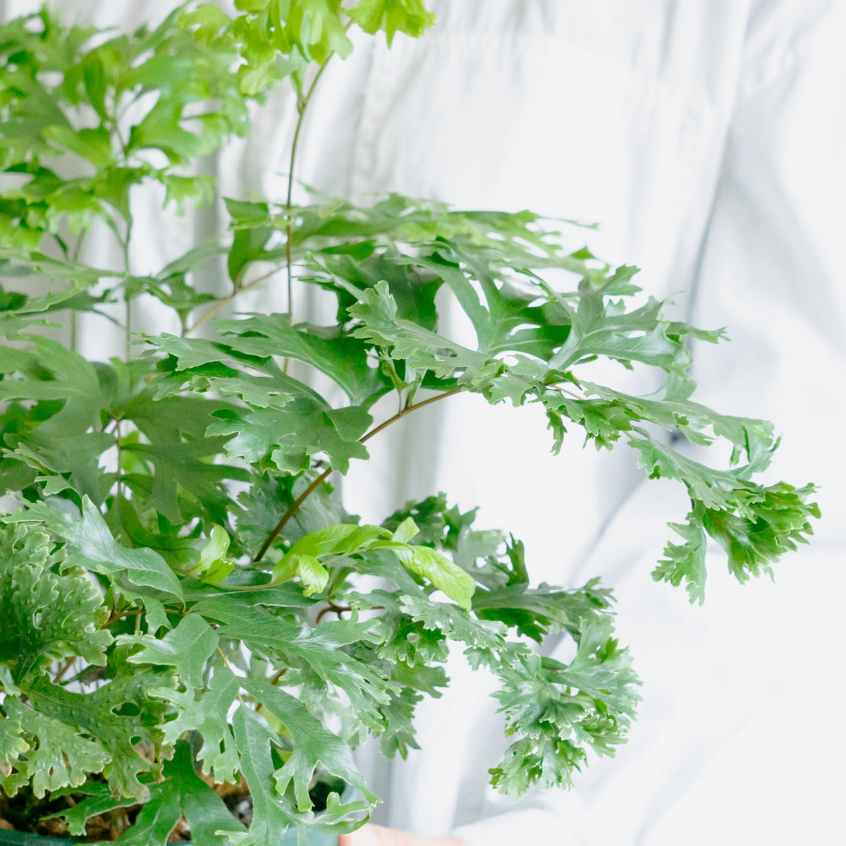 フレポディウム ファラックスをオーダーするならFlower&amp;Plants tette │ 「手から手へ、想いを運ぶフラワーショップ」【板橋駅徒歩4分】【熟練フローリスト夫婦が運営】【最短2営業日で発送】【24時間365日注文OK】【ギフトは3300円〜】フラワーギフトを手から手へ、想いを込めたブーケやアレンジメントで大切な人に感謝と愛情を。シーンや用途に合わせて選びやすい豊富な種