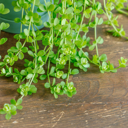 ペペロミア デビーナをオーダーするならFlower&amp;Plants tette │ 「手から手へ、想いを運ぶフラワーショップ」【板橋駅徒歩4分】【熟練フローリスト夫婦が運営】【最短2営業日で発送】【24時間365日注文OK】【ギフトは3300円〜】フラワーギフトを手から手へ、想いを込めたブーケやアレンジメントで大切な人に感謝と愛情を。シーンや用途に合わせて選びやすい豊富な種