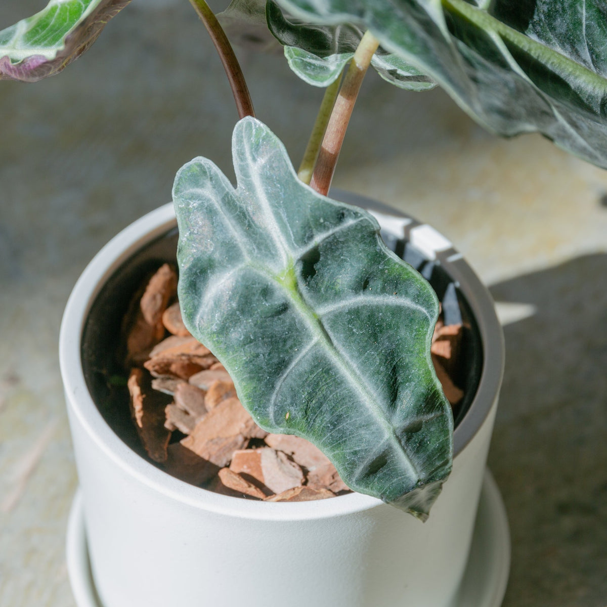 アロカシア アマゾニアをオーダーするならFlower&amp;Plants tette │ 「手から手へ、想いを運ぶフラワーショップ」【板橋駅徒歩4分】【熟練フローリスト夫婦が運営】【最短2営業日で発送】【24時間365日注文OK】【ギフトは3300円〜】フラワーギフトを手から手へ、想いを込めたブーケやアレンジメントで大切な人に感謝と愛情を。シーンや用途に合わせて選びやすい豊富な種