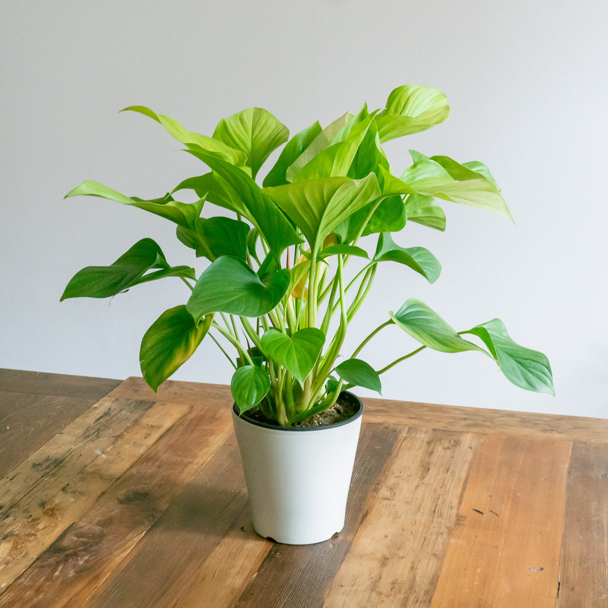 ホマロメナサンシャインジェムをオーダーするならFlower&amp;Plants tette │ 「手から手へ、想いを運ぶフラワーショップ」【板橋駅徒歩4分】【熟練フローリスト夫婦が運営】【最短2営業日で発送】【24時間365日注文OK】【ギフトは3300円〜】フラワーギフトを手から手へ、想いを込めたブーケやアレンジメントで大切な人に感謝と愛情を。シーンや用途に合わせて選びやすい豊富な種