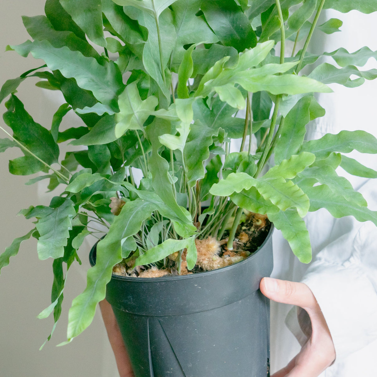 フレポディウム　ブルースターをオーダーするならFlower&amp;Plants tette │ 「手から手へ、想いを運ぶフラワーショップ」【板橋駅徒歩4分】【熟練フローリスト夫婦が運営】【最短2営業日で発送】【24時間365日注文OK】【ギフトは3300円〜】フラワーギフトを手から手へ、想いを込めたブーケやアレンジメントで大切な人に感謝と愛情を。シーンや用途に合わせて選びやすい豊富な種
