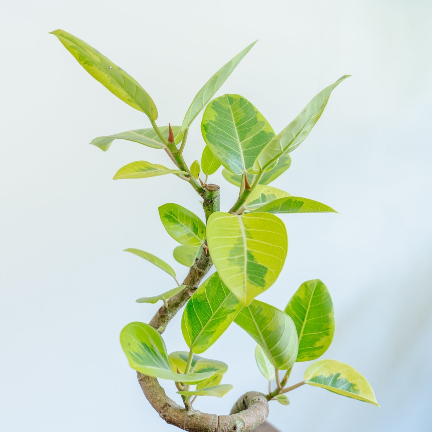 フィカス アルテシマをオーダーするならFlower&amp;Plants tette │ 「手から手へ、想いを運ぶフラワーショップ」【板橋駅徒歩4分】【熟練フローリスト夫婦が運営】【最短2営業日で発送】【24時間365日注文OK】【ギフトは3300円〜】フラワーギフトを手から手へ、想いを込めたブーケやアレンジメントで大切な人に感謝と愛情を。シーンや用途に合わせて選びやすい豊富な種