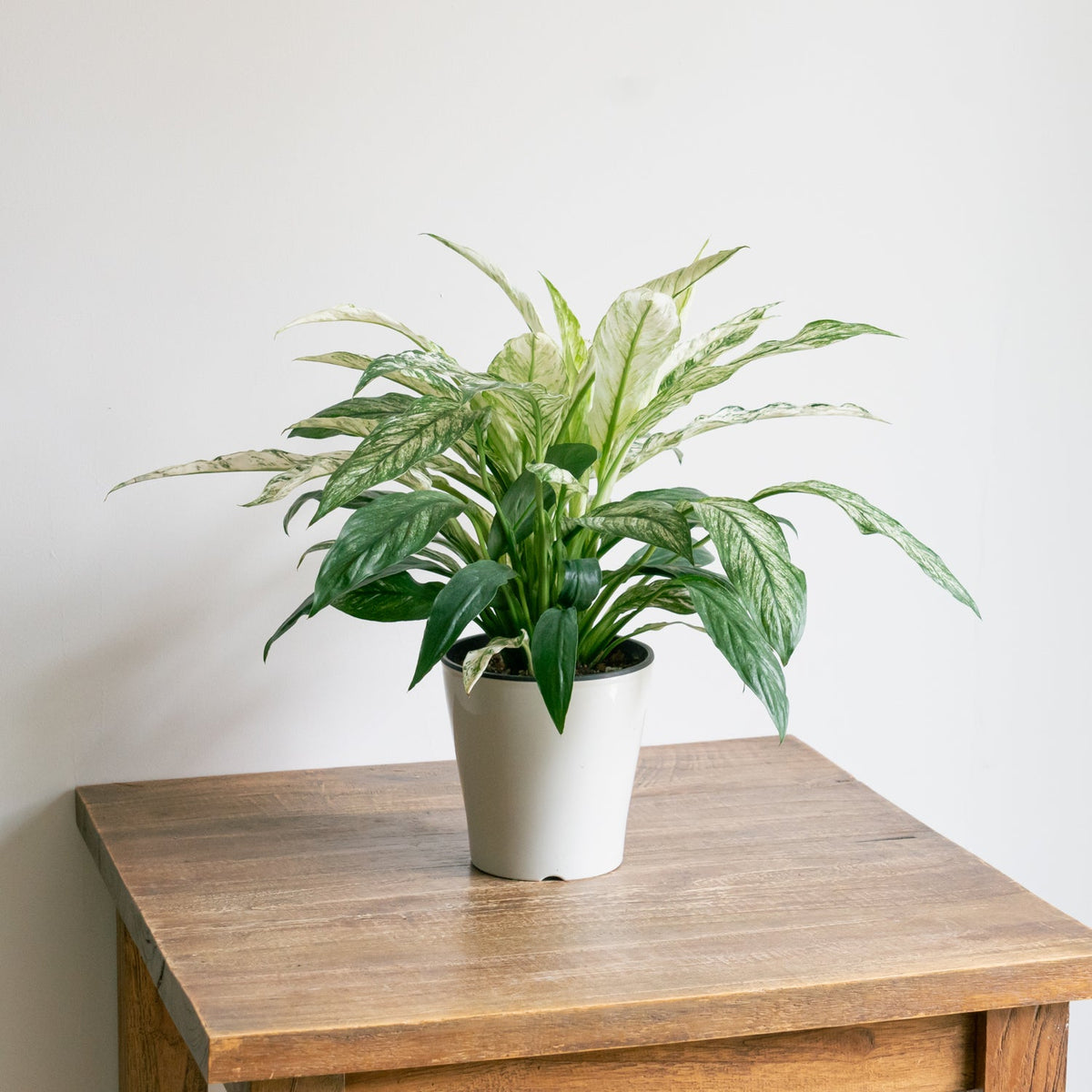 スパティフィラム・センセーション　バリエガータをオーダーするならFlower&amp;Plants tette │ 「手から手へ、想いを運ぶフラワーショップ」【板橋駅徒歩4分】【熟練フローリスト夫婦が運営】【最短2営業日で発送】【24時間365日注文OK】【ギフトは3300円〜】フラワーギフトを手から手へ、想いを込めたブーケやアレンジメントで大切な人に感謝と愛情を。シーンや用途に合わせて選びやすい豊富な種