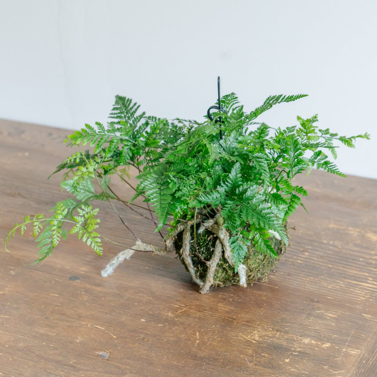 トキワシノブ苔玉をオーダーするならFlower&amp;Plants tette │ 「手から手へ、想いを運ぶフラワーショップ」【板橋駅徒歩4分】【熟練フローリスト夫婦が運営】【最短2営業日で発送】【24時間365日注文OK】【ギフトは3300円〜】フラワーギフトを手から手へ、想いを込めたブーケやアレンジメントで大切な人に感謝と愛情を。シーンや用途に合わせて選びやすい豊富な種